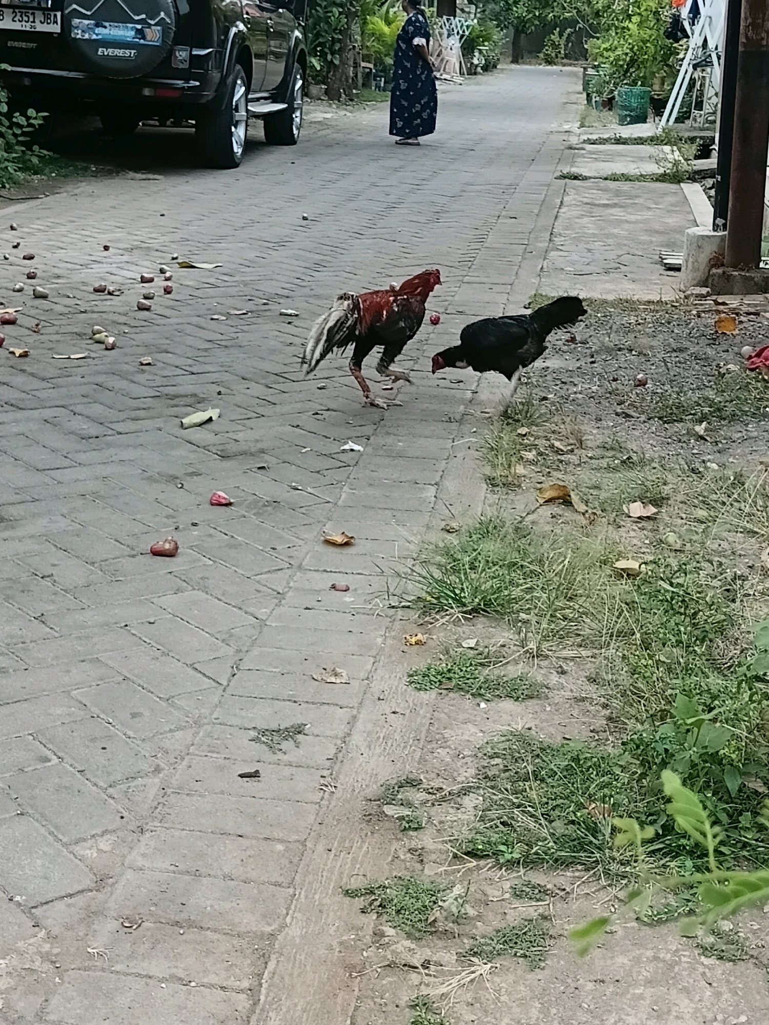The image depicts an outdoor scene on a paved walkway in Cikal, Indonesia. Two roosters are visible on the walkway. One rooster, reddish-brown and black, is facing left, its body partially obscured. The second rooster, entirely black, is facing right, walking away from the camera. The walkway is paved with rectangular bricks and is littered with various debris, including what appear to be fallen fruit, leaves, and small pieces of trash. To the left of the walkway, a black SUV is parked. In the background, a person in a dark blue and white patterned dress is walking away from the camera. The environment is characterized by lush green vegetation, suggesting a semi-urban or suburban area with abundant plant life.