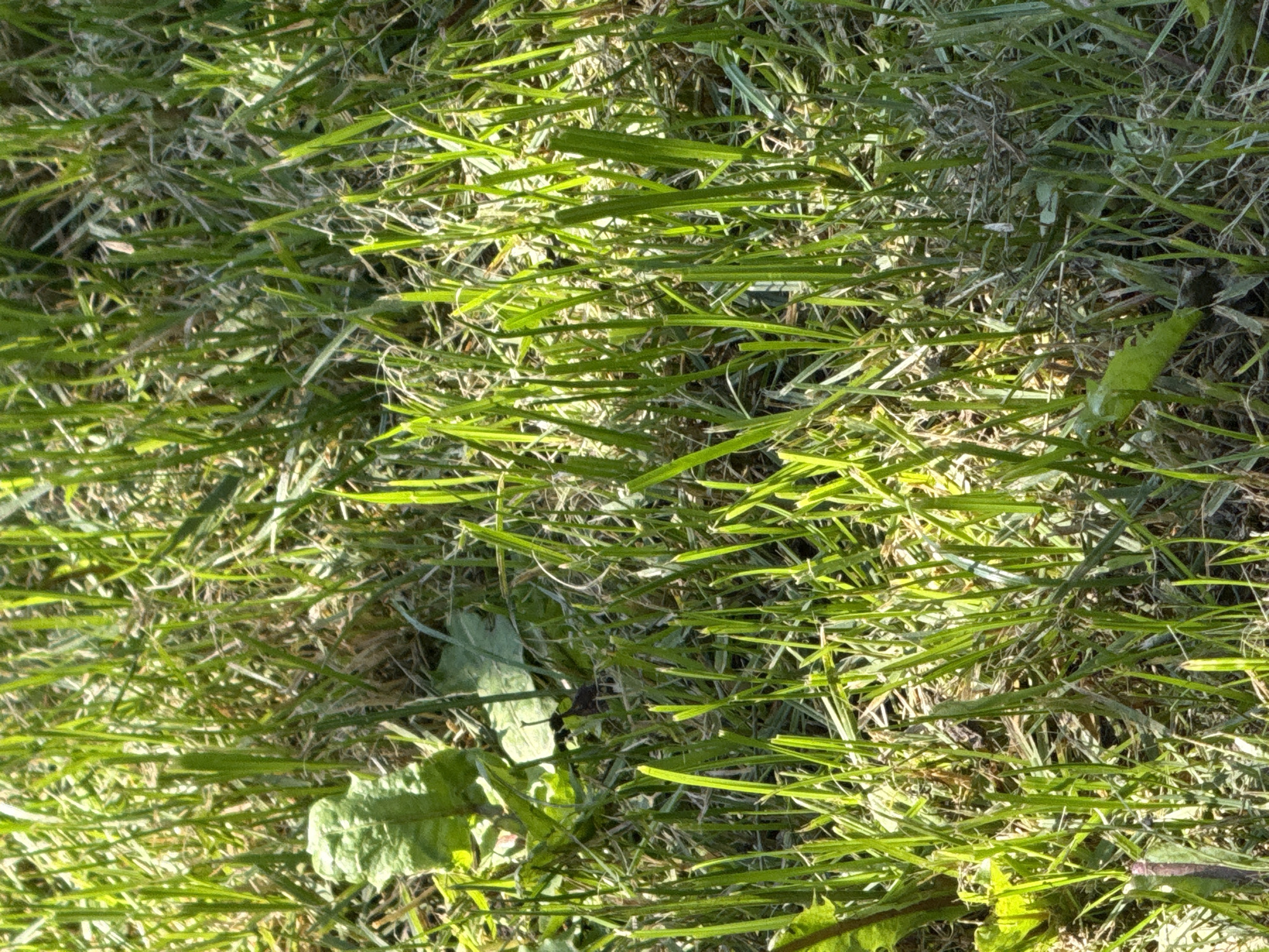 The image shows a patch of green grass with sunlight dappling through the blades. There are a few broad green leaves interspersed within the grass. The overall scene is one of a natural outdoor environment. No people or specific structures are visible. The image provides no contextual information about its location in Okhtyrka, Ukraine.