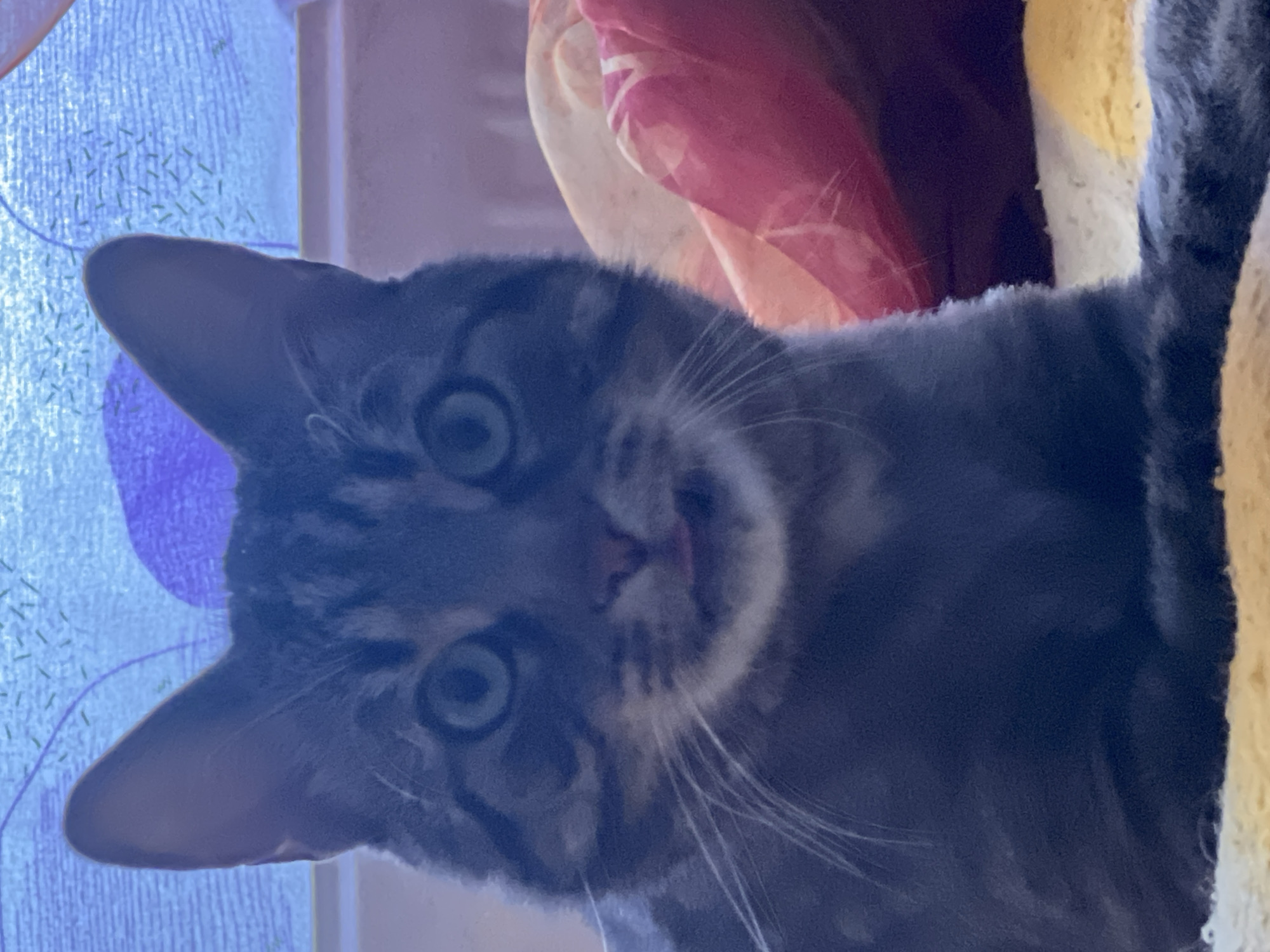 A tabby cat is the main subject of the image. The cat is gray with dark stripes and has large, green eyes. The cat is looking directly at the camera. In the background, there is a blue curtain with a pattern and a colorful blanket. There is not enough information to accurately and confidently identify the location of the city Strasbourg, France from the image.
