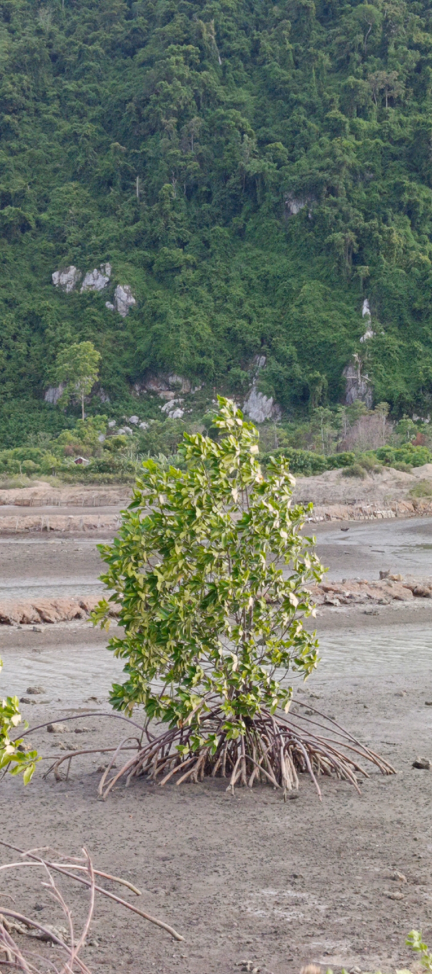 A solitary mangrove tree with exposed prop roots stands in muddy, wet ground, its green and yellow leaves catching the light. In the background, a densely vegetated, green hillside rises, dotted with large grey rocks. The middle ground features a dry, sandy expanse with some scattered rocks and remnants of wooden structures, likely remnants of an old pier or fence. The overall scene suggests a coastal or estuarine environment. The location is identified as Lamguron, Indonesia. No people are visible in the image.