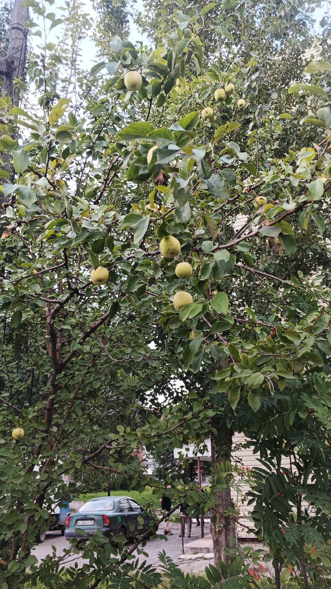 The image depicts an apple tree laden with unripe, pale green apples, set against a backdrop of lush green foliage. The tree is situated in a residential area, likely in the city of Izhevsk, Russia. In the background, a dark green sedan with the license plate E 406 AY 18 is parked on a paved surface, adjacent to a building with cream-colored siding. Two individuals are partially visible, one standing and the other seated, near a structure with a concrete foundation. The scene conveys a sense of everyday life in an urban environment, with nature intertwined with man-made elements. The overall lighting suggests an overcast day, casting a soft, diffused light on the scene.