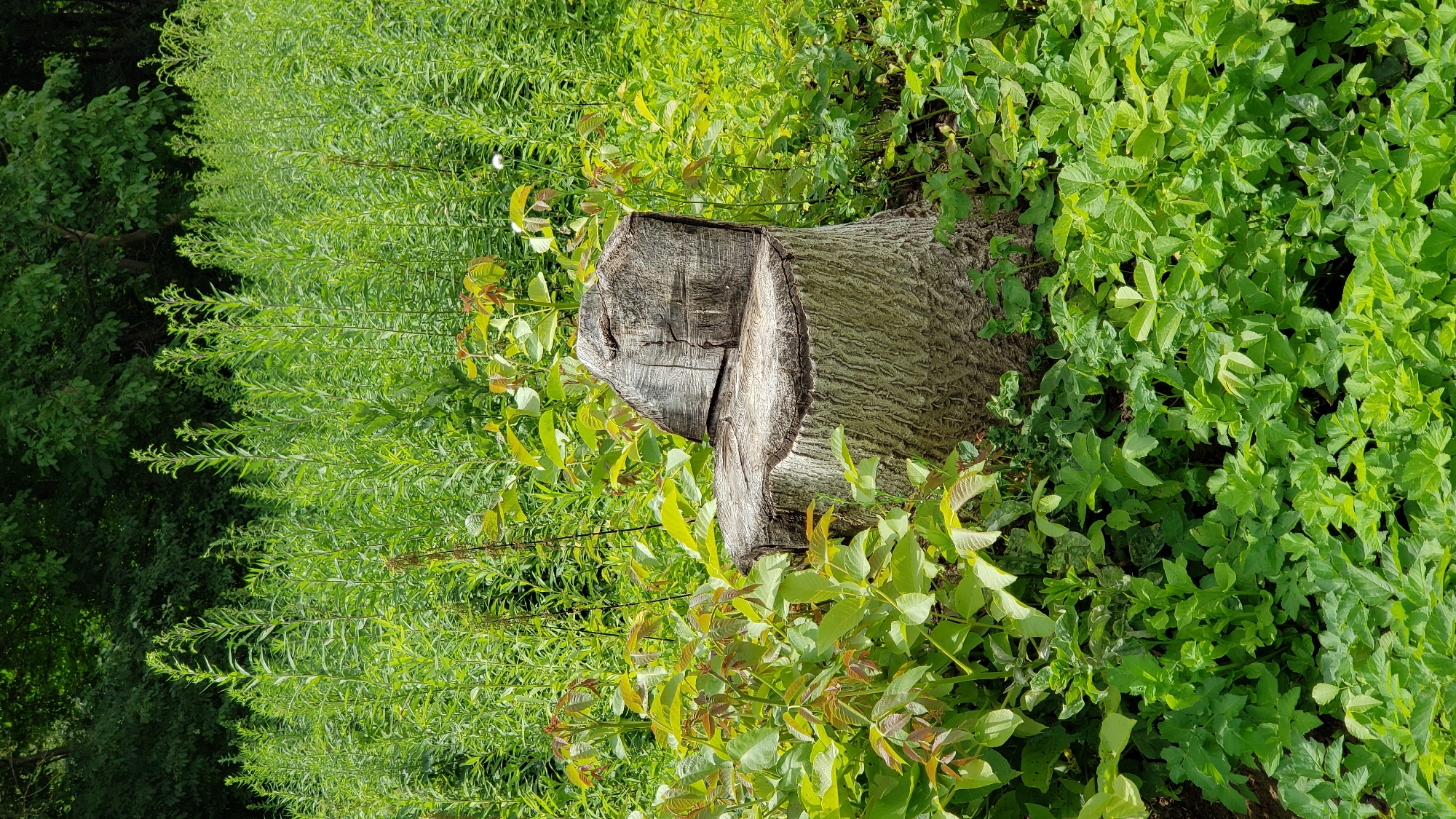 The image depicts a tree stump carved to resemble a chair, situated amidst lush green vegetation. The stump is positioned in a natural outdoor setting with a dense growth of tall green plants and trees in the background. The stump itself has a rough, textured surface with visible grain and a seat-like indentation. The surrounding flora is vibrant and verdant, suggesting a summer or late spring season. There are no people or animals visible in the image. The location is described as being in the city of Prešov, Slovakia, implying this is an outdoor scene within the urban or peri-urban landscape of that city.