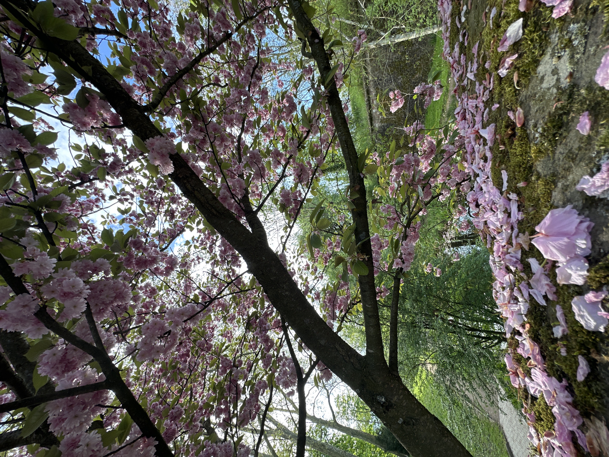 The image captures a vibrant and serene spring scene, looking upwards through the branches of flowering cherry blossom trees. The frame is dominated by multiple tree trunks and branches, adorned with abundant clusters of delicate pink cherry blossoms and some fresh green leaves. The bright blue sky, speckled with soft white clouds, is visible through gaps in the tree canopy, suggesting a sunny day.
On the right side of the composition, a moss-covered stone wall or embankment runs diagonally, its surface blanketed with numerous fallen pink petals from the cherry trees, indicating a full bloom or slightly past peak. Beyond the immediate foreground, a dense array of green foliage from other trees forms the background, suggesting a lush park or garden setting. A glimpse of a paved path or road is visible further back, adjacent to the mossy wall.
The time of day appears to be daytime, likely late morning or early afternoon, given the bright illumination. The weather is clear and sunny. The scene evokes a sense of tranquility and the natural beauty of springtime. This location is identified as Strasbourg, France. There is no visible text in the media file.