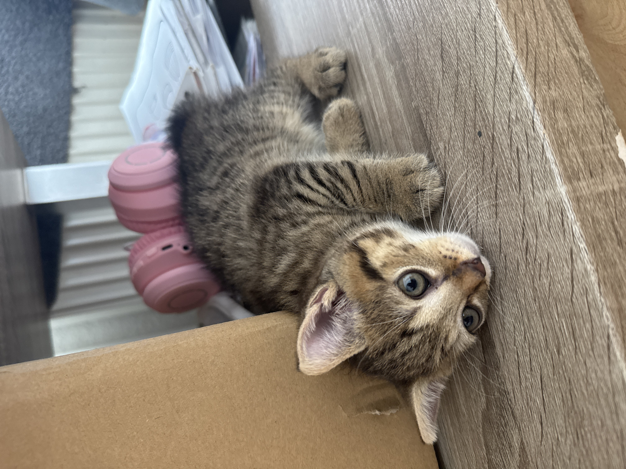 A close-up, eye-level shot shows a tabby kitten lying on a wooden surface, with its body angled to the right. The kitten's head is turned towards the camera, revealing its blue eyes and a pink nose. Its ears are perked, and its paws are resting on the surface. In the background, a stack of papers and pink headphones are visible. A cardboard box is partially visible on the left side of the image. The wooden surface appears to be a desk or shelf. The lighting is natural, suggesting it may be indoors during the daytime.