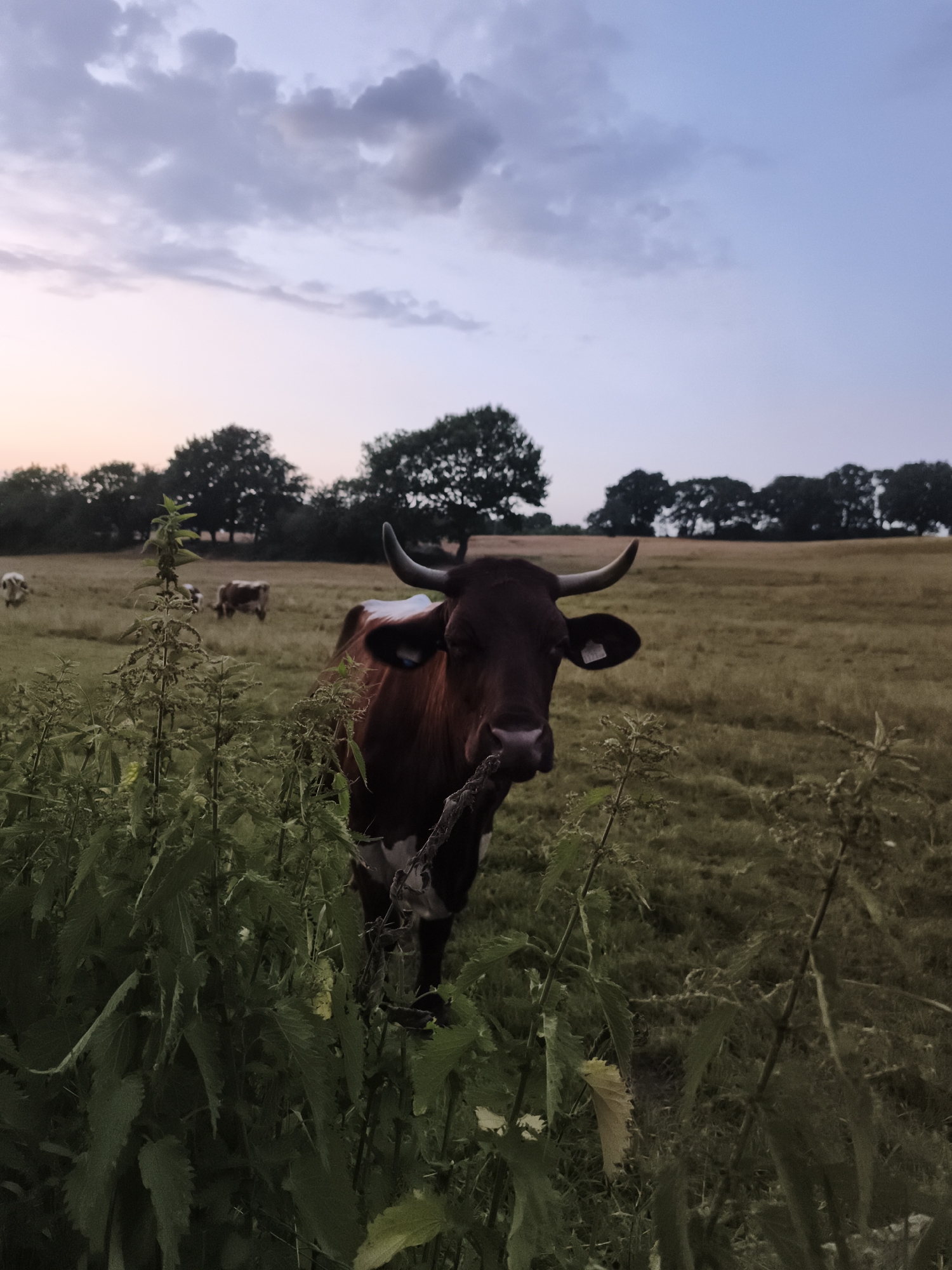 A medium shot captures a brown and white cow standing in a grassy field at dusk. The cow is facing the camera, with its head slightly turned to the right. Its horns are pointed upwards and outwards. The cow is in the foreground, partially obscured by tall green plants. In the background, several other cows are visible grazing in the field. A line of trees forms the horizon, and the sky above is a gradient of purple, pink, and blue, with scattered clouds. The scene appears to be in a rural area.