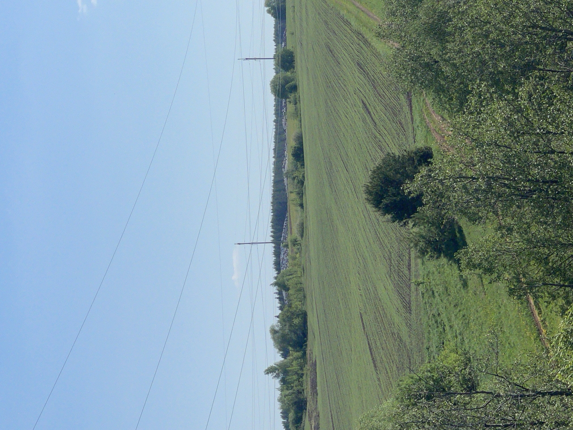 The image depicts a rural landscape in Перевозное, Russia. A large, green field occupies the center and right of the frame, with rows indicating cultivation. To the left of the field is a line of trees and bushes, bordering what may be a road or a path. Power lines are visible, stretching across the left side of the image against a clear blue sky. The trees are dense, suggesting a forested area. The lighting suggests a bright, sunny day.