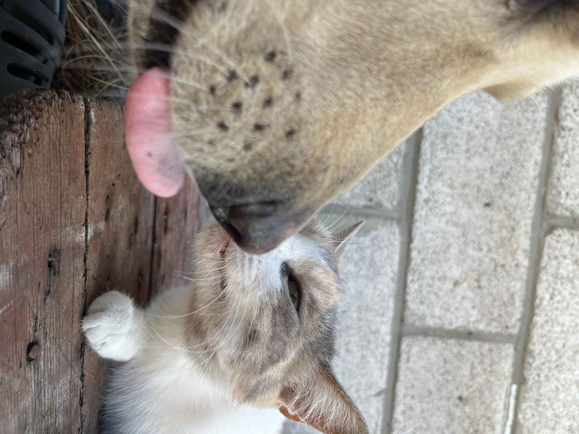 A close-up, eye-level, outdoor, natural light, vertical shot shows a dog's tongue touching a cat's nose. The dog, on the left, is a light brown, short-haired breed. Its mouth is open, revealing a pink tongue that is extended outward. The dog's snout is speckled with dark brown spots. The cat, on the right, is a calico with white, gray, and light brown fur. Its eyes are partially closed, and its mouth is slightly open, showing its teeth. The cat's white paw rests on a weathered wooden surface. The background consists of a light-colored brick wall. The overall scene suggests an interaction between the two animals. No specific location in Dnipro, Ukraine, is identifiable.