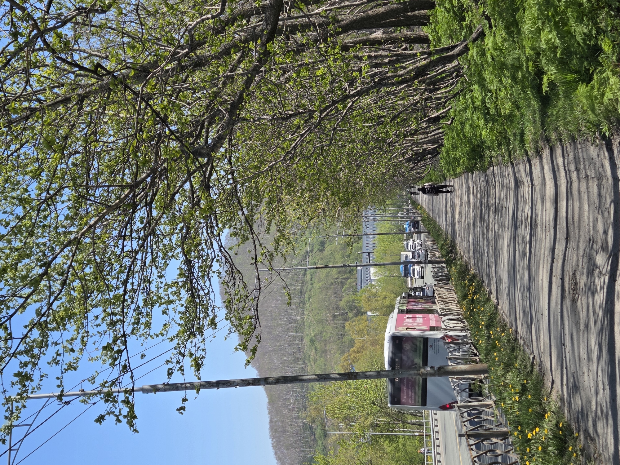 An eye-level, full shot captures a paved walkway bordered by a row of deciduous trees on the right, their branches filled with fresh green leaves, and a metal fence with a grassy area dotted with yellow wildflowers on the left. Beyond the fence, a road carries traffic, including a white bus with pink advertising, multiple cars, and a blue bus. The road is elevated above the walkway, and a series of utility poles with wires are visible. A single person, wearing a backpack, walks away from the camera on the walkway. In the background, a steep, tree-covered hillside rises under a clear blue sky. The scene appears to be in a suburban or semi-rural area of a city, possibly during springtime due to the vibrant greenery.