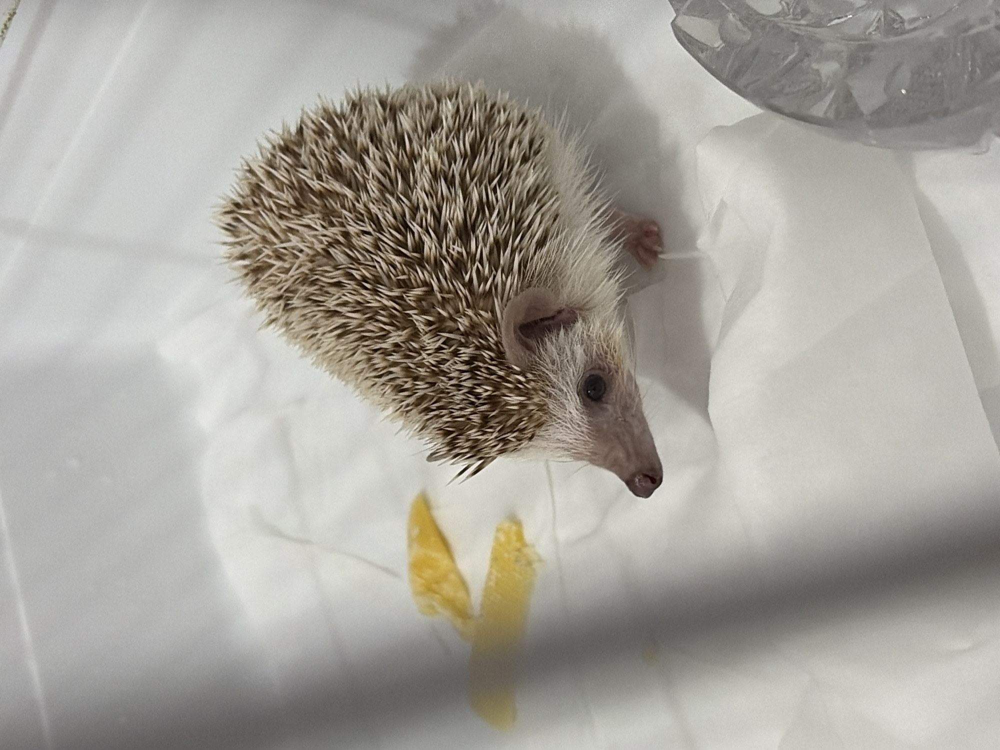 A small, light brown and white hedgehog is the subject of this image, positioned in the center of the frame. It faces left, with its nose and a portion of its face visible. The hedgehog has quills covering its back, and its small ears are peeking out. To the left of the hedgehog, there are two pieces of a yellowish food item, possibly mango, on a white, somewhat crinkled surface, which appears to be paper or cloth. In the lower right corner, a clear, textured object, possibly a glass or plastic container, is partially visible. The background is predominantly white, suggesting an indoor setting, possibly a cage or enclosure. The lighting appears to be from above, creating subtle shadows. No people are present, and no specific location within Sofia, Bulgaria can be determined from the image.
