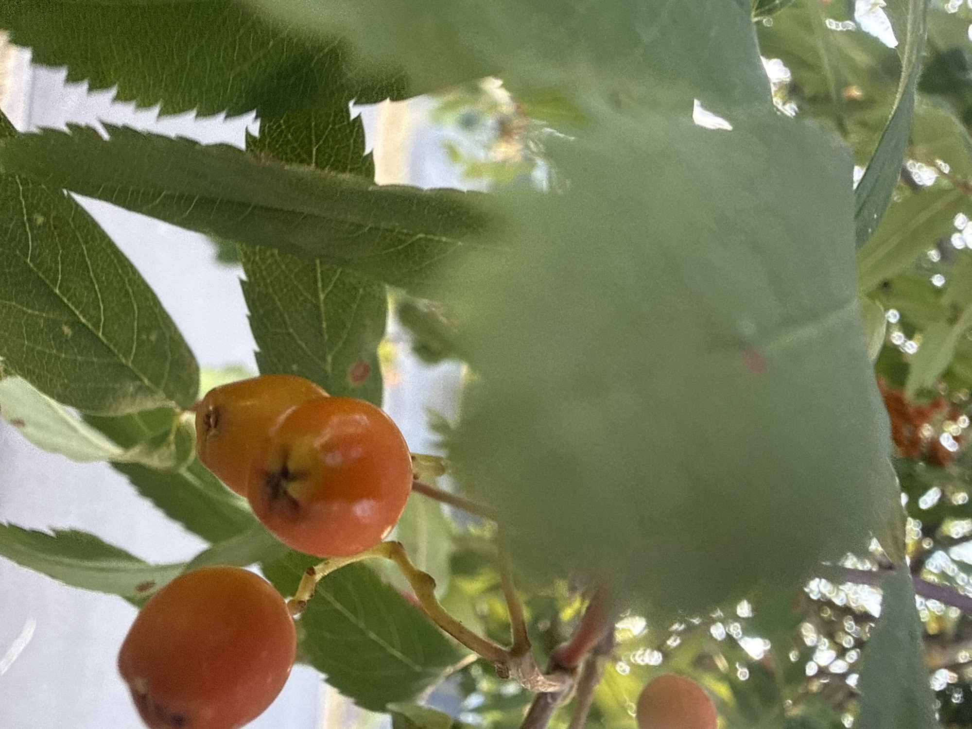 The image displays a close-up of an orange berry cluster on a branch, set against a backdrop of green leaves and a blurred outdoor environment. The berries, varying in ripeness and hue from bright orange to a more muted reddish-orange, hang in small clusters from thin, brown stems. Some berries show a dark calyx at their base. The leaves are a vibrant green, with visible veins and serrated edges on some. The background is out of focus, revealing hints of sunlight filtering through foliage, creating bokeh effects, and suggesting an outdoor setting. The scene appears to be in a natural environment within the city of Bad Salzschlirf, Germany, possibly a garden or park, given the presence of ornamental plants. No people or animals are visible in the image.