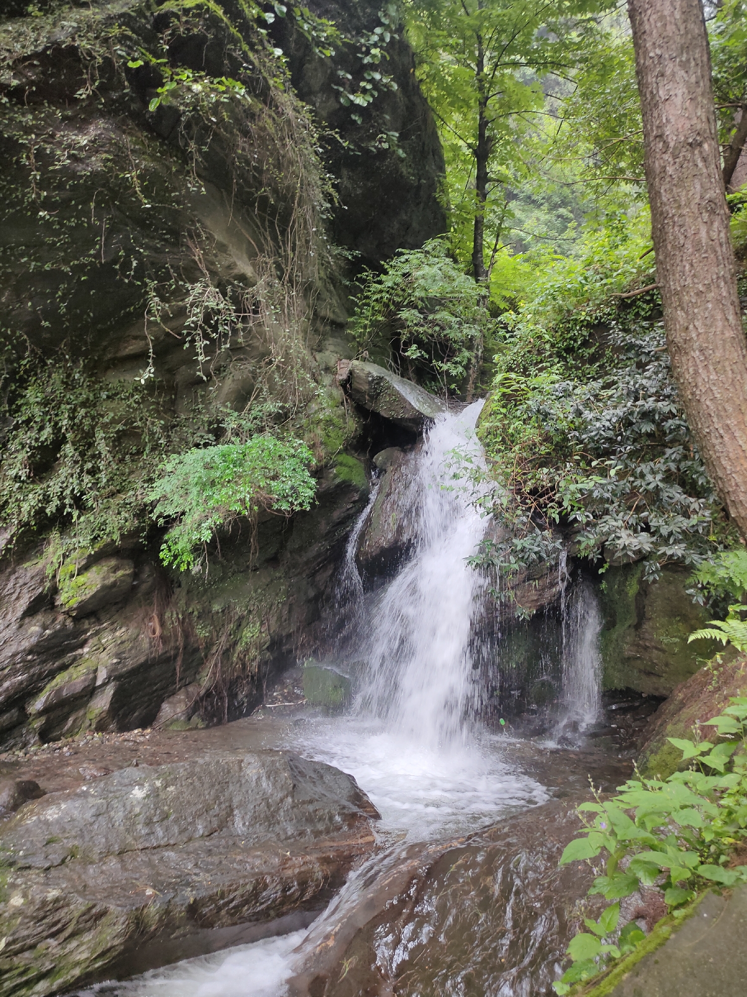 The image depicts a natural scene of a waterfall cascading over rocks in a lush, green environment. The waterfall is the central focus, with white water rushing down and forming a pool at the bottom. The surrounding area is dense with vegetation, including trees, vines, and moss-covered rocks. A large tree trunk is visible on the right side of the image, and the rocky cliff face on the left is partially covered in greenery. The overall impression is one of a secluded and natural setting. The image does not provide any information about the city of Jana, India, or the presence of any people.