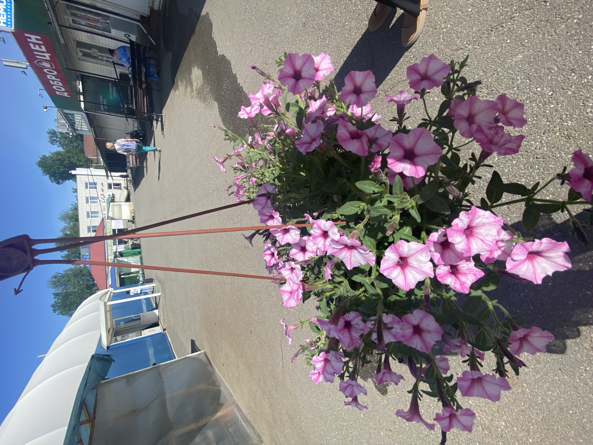 Here is a description of the image:
The image shows a cluster of pink petunias in the foreground with a commercial street scene in the background. The location is Votkinsk, Russia. The flowers are prominently displayed in the center-right of the frame, showcasing their vibrant color and intricate details. The concrete street surface is visible around the flowers. In the background, shops with signs in Russian can be seen, including one that reads "ДОБРО ЦЕН", which translates to "Good Price". Additional signs advertising clothing and other products are also visible. People are present, including one person walking down the sidewalk. Other background elements include buildings, trees, and the sky. The image appears to have been taken during the daytime, with natural light illuminating the scene.
