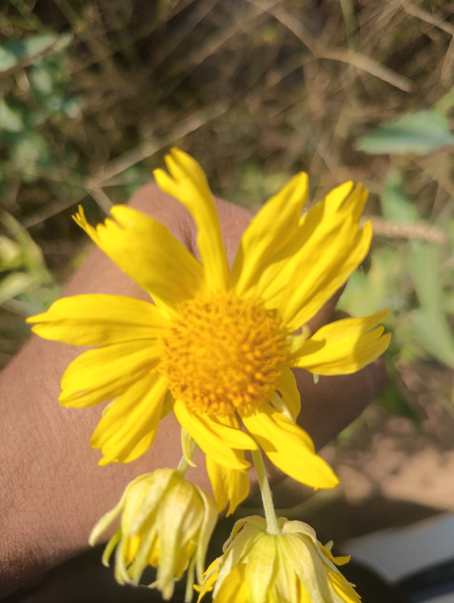 An outdoor, close-up, vertical, eye-level shot shows a person's forearm and hand supporting a bright yellow flower with a textured, orange-yellow center and pointed petals. The flower is large and dominates the frame, with its stem and several smaller, closed yellow buds visible below. The background is a blur of brown and green, suggesting a natural outdoor environment. The skin of the forearm is visible, textured with hair and pores. The lighting appears to be natural sunlight, creating shadows on the hand and arm. The image was captured in Chhapri Bari, India.