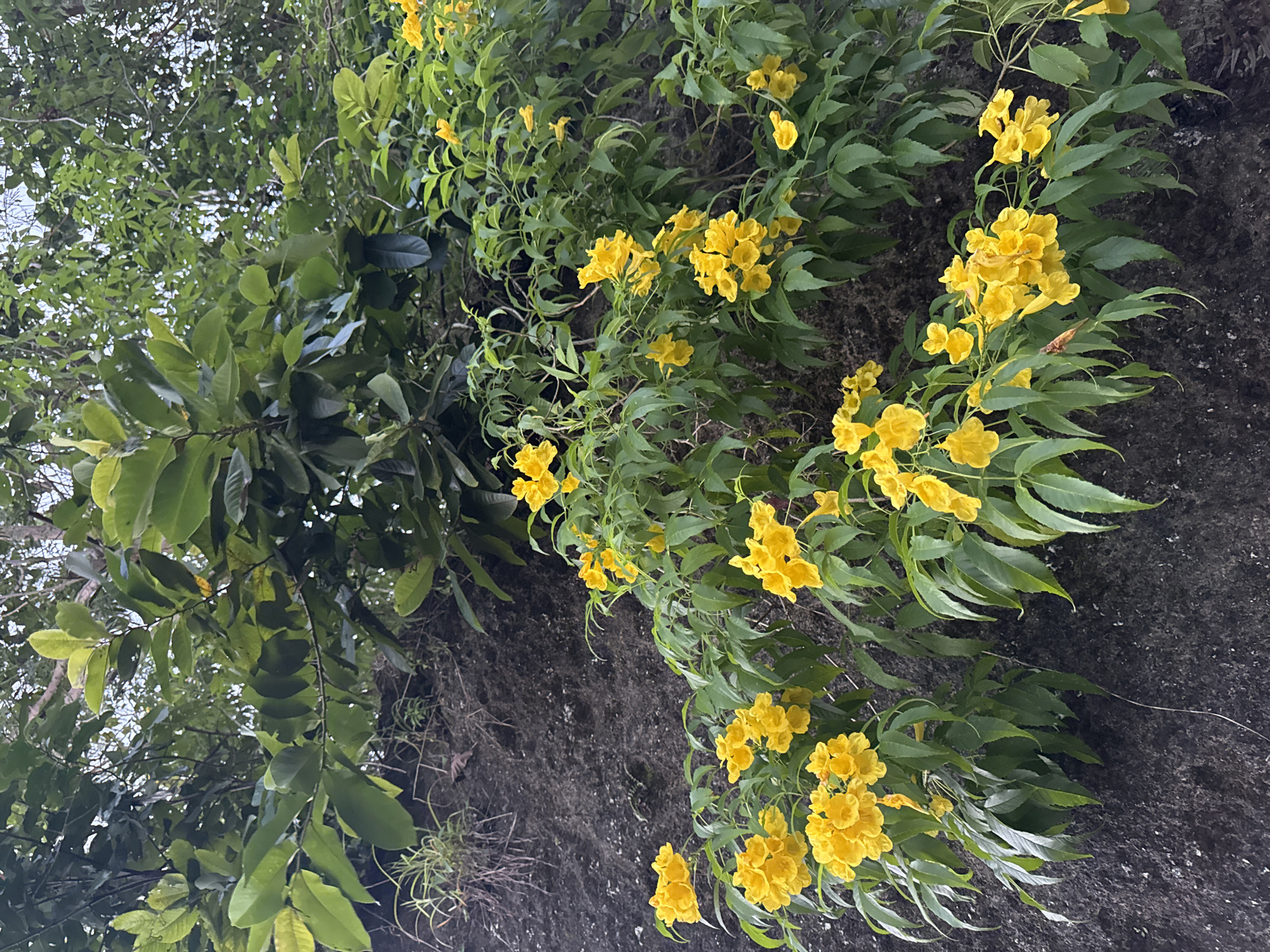 The image presents a vibrant natural scene, likely in Kuta Selatan, Indonesia, featuring lush green foliage and abundant bright yellow flowers against a dark, textured background. The primary subjects are clusters of trumpet-shaped, vivid yellow flowers, characteristic of a Tecoma stans (Yellow Trumpetbush) or similar species, which are densely arranged along slender, leafy stems. These flowering branches appear to be growing on or cascading over a dark, rugged surface, possibly a rock face, a large tree trunk, or a weathered wall, parts of which show sparse, dried plant growth.
To the left and upper sections of the frame, another plant with larger, broader, and darker green leaves is visible, contributing to the overall impression of a dense, natural environment. The scene is illuminated by bright, natural light, indicating it is daytime with fair weather conditions. There is no specific activity or event occurring; the image is a static portrayal of plant life. The rich greens and cheerful yellow blooms convey a sense of natural beauty, vitality, and warmth. No text is visible in the media.
