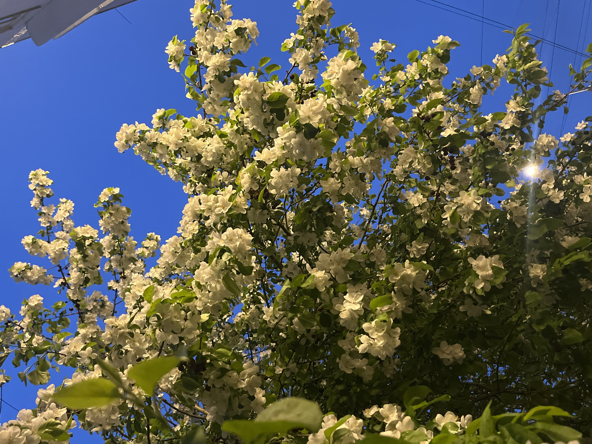 The image shows a blossoming tree against a blue sky. The tree is full of white flowers and green leaves. There are also some power lines visible in the upper portion of the image. No people are visible in the image. Location in the city of Krasnoyarsk, Russia can not be determined from the image.