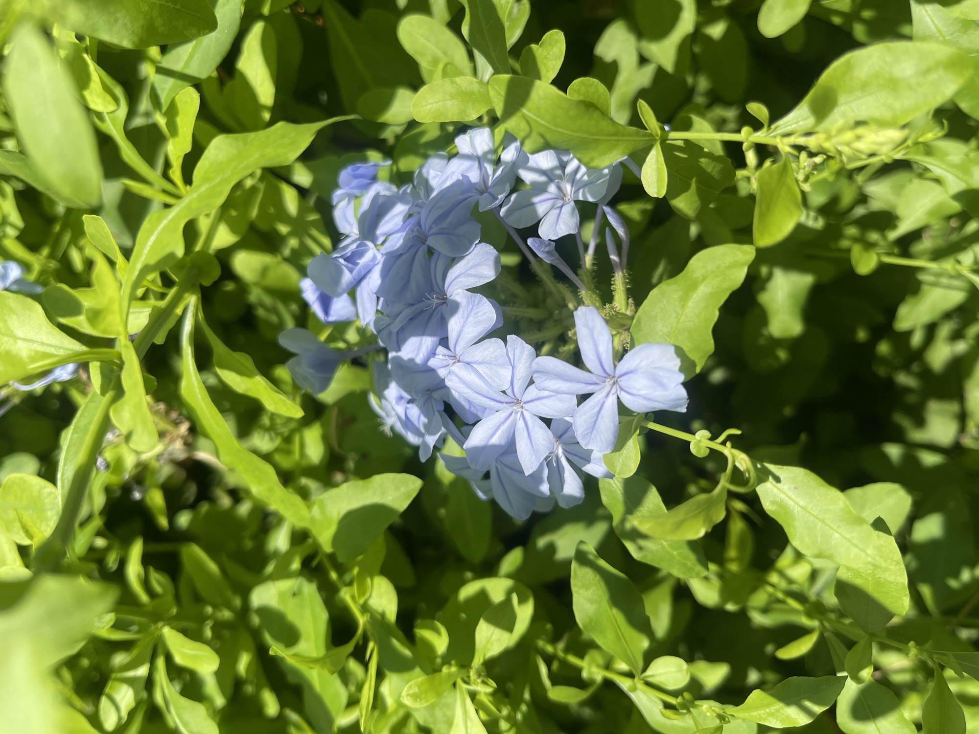A cluster of pale blue flowers with five petals each, likely Plumbago auriculata, is visible in the center of the frame, surrounded by lush green foliage. The image is a close-up shot, suggesting it was taken in a garden or park. The lighting indicates a sunny day, with shadows cast by the leaves. The setting appears to be outdoors, possibly in a residential area or public space. Given the context of Netanya, Israel, this scene could be found in a botanical garden, a private garden, or a public park within the city. The image does not depict any people, actions, or interactions.