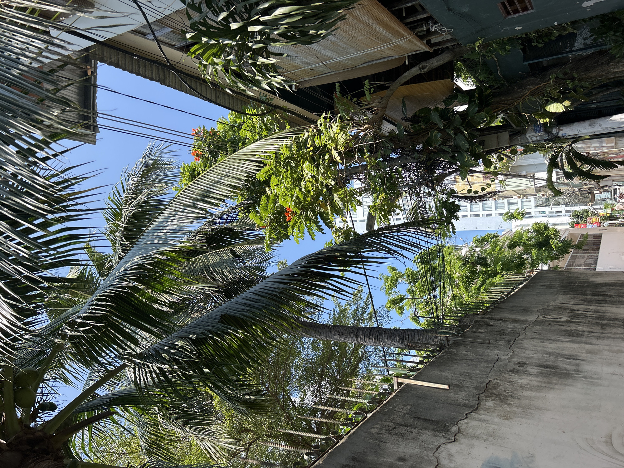 Captured from a low angle, the image depicts an urban scene in Bắc Nha Trang, Vietnam, with a focus on the sky framed by foliage and buildings. A large palm tree with its characteristic fronds dominates the left side, partially obscuring the view of the clear blue sky. Electrical wires crisscross the sky between the palm tree and the buildings. The buildings are a mix of concrete structures, some with overhanging roofs and balconies adorned with tropical plants. The right side features a taller building with white-painted walls and visible windows. The overall environment suggests a tropical urban setting with a blend of nature and man-made structures. The perspective is tilted, adding a disorienting yet dynamic quality to the scene.