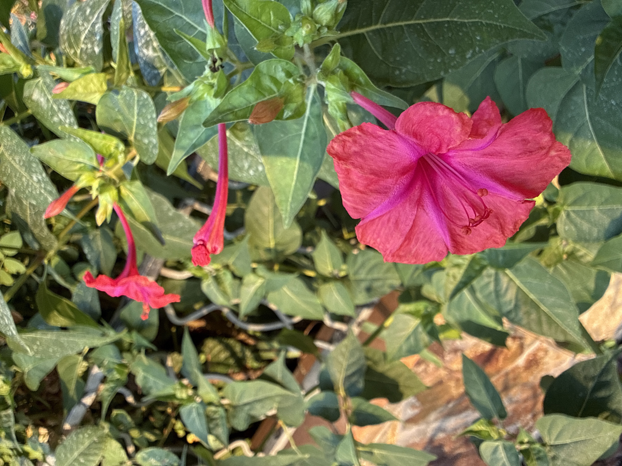 A close-up, high-angle shot captures a vibrant pink four o'clock flower (Mirabilis jalapa) in full bloom, its delicate petals unfurling in the sunlight. The flower's center reveals stamens tipped with dark anthers. Surrounding the prominent bloom are numerous green leaves, some unfurled and others forming buds. A few other four o'clock flowers, in various stages of bloom, are visible in the background, their trumpet-shaped corollas a bright fuchsia. The background also shows out-of-focus foliage and hints of a rustic, possibly brick or stone, surface. The image appears to have been taken outdoors, likely in a garden setting. The overall impression is one of natural beauty and the delicate intricacies of a blooming flower. The specific location is the Marimurtra Botanical Garden in Blanes, Spain.