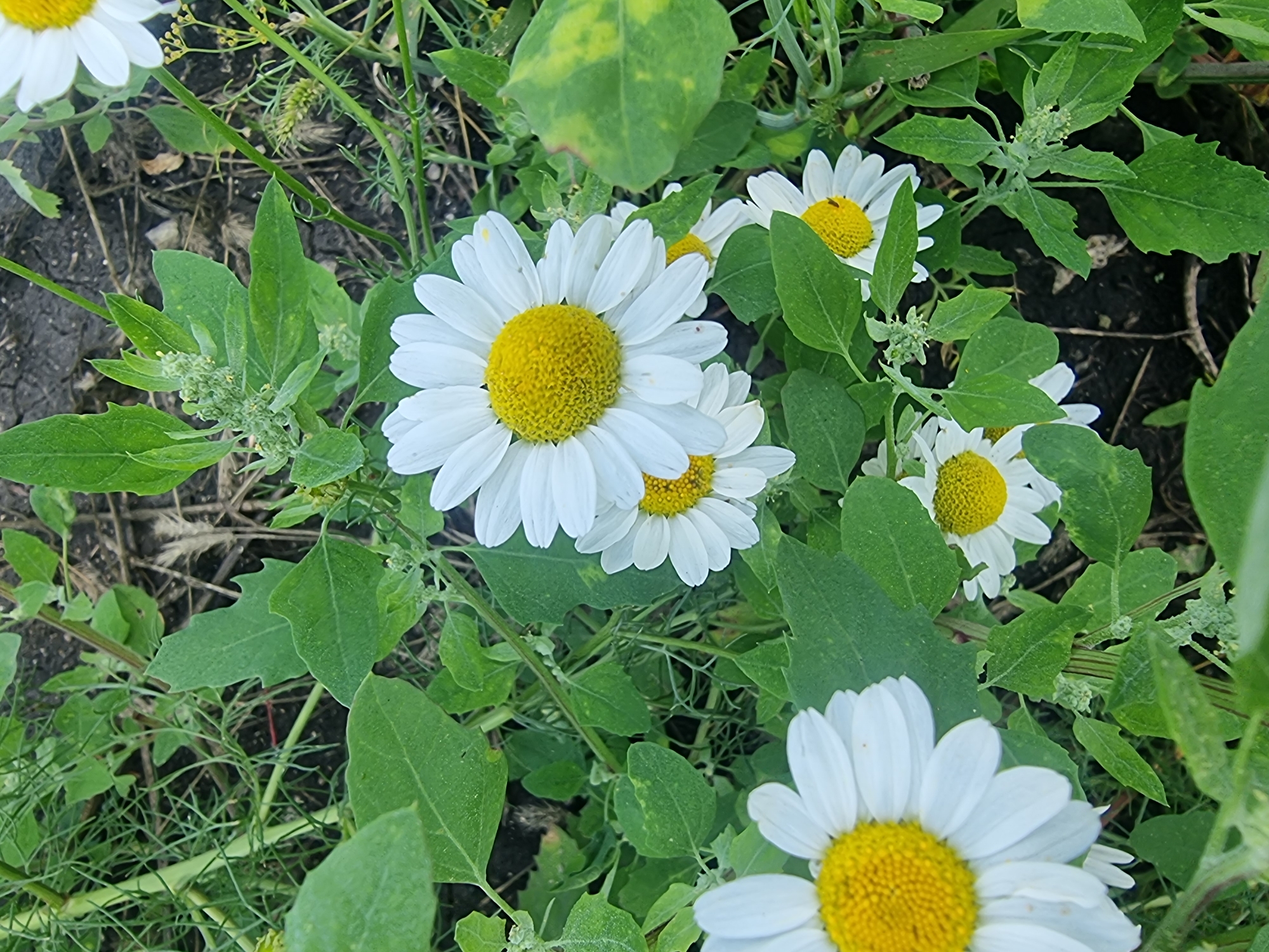 A close-up, eye-level, vertical outdoor shot captures a cluster of white daisies with bright yellow centers, nestled amongst lush green foliage and dark soil. The daisies are in various stages of bloom, with some fully open and others partially unfurled. The background is a blur of green leaves and stems, with hints of dry grass and dirt. The lighting is natural, suggesting an overcast day or dappled sunlight. The image appears to be taken in a natural setting, possibly a garden or a field in Sabancheevo, Russia. There are no people or animals visible in the frame.