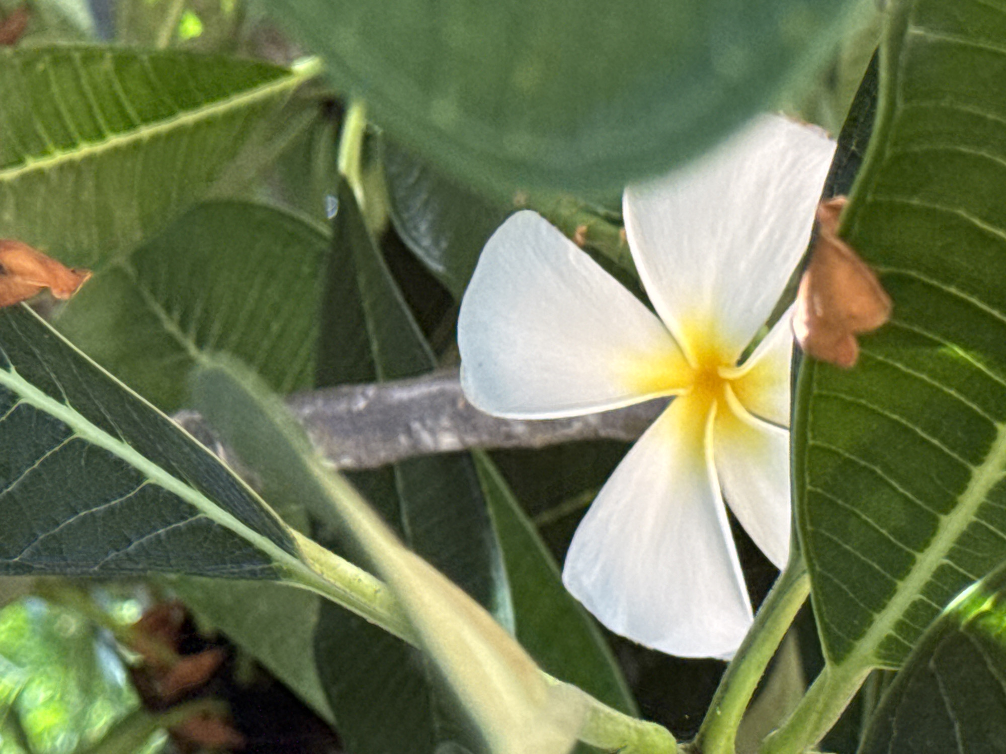 A close-up, vertical, eye-level shot shows a white plumeria flower with a yellow center. The flower is surrounded by lush green leaves and a thin brown stem. The background is blurred, creating a shallow depth of field, and hints at more foliage and possibly a tree trunk. The lighting appears to be natural, casting soft shadows on the petals and leaves. The overall impression is one of natural beauty and tranquility.