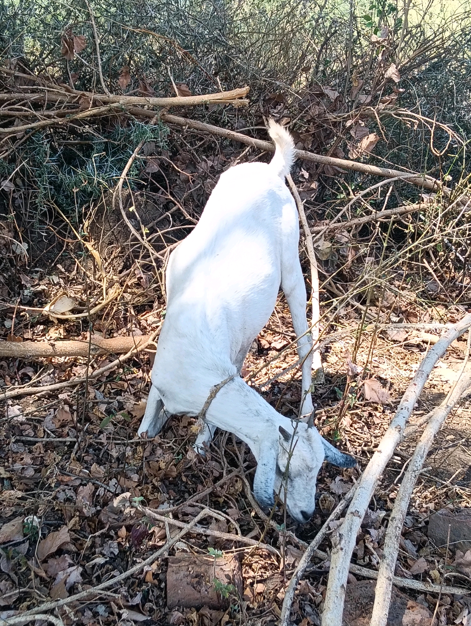 A white goat, appearing deceased, lies on the ground amidst dry leaves and branches. The goat is positioned with its head lowered, facing towards the ground. A rope is visible around its neck. The surrounding environment is a dense collection of dry vegetation, suggesting an outdoor, possibly rural, setting. The image appears to have been taken in the Mutitu/Kaliku ward, Kenya.