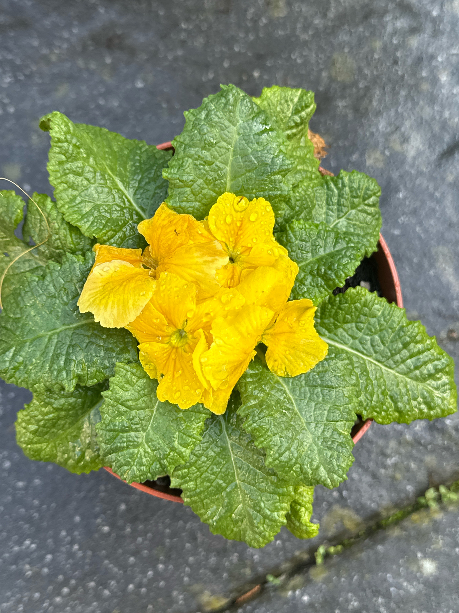 An overhead shot captures a small potted plant with vibrant yellow flowers and large, crinkled green leaves. Water droplets glisten on the petals and leaves, suggesting recent rain or watering. The pot, a simple brown plastic one, sits on a textured, dark gray surface, possibly a paved area like a patio or pathway in an outdoor setting. The background is out of focus, revealing a continuation of the gray surface with hints of other elements not clearly discernible. The image does not contain any people or indicate a specific location within Krefeld, Germany. The scene is static and appears to be a close-up of the plant.