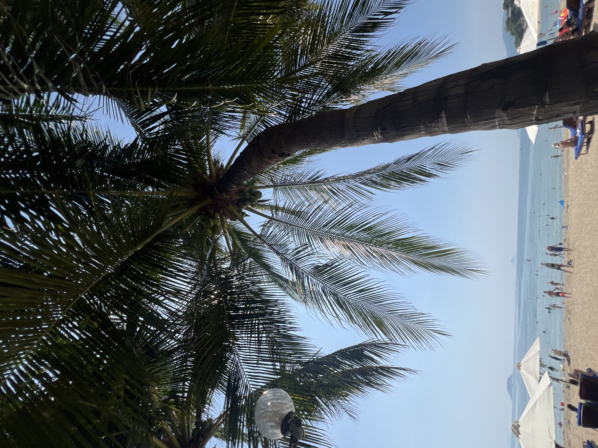 This image captures a serene beach scene in Nha Trang, Vietnam, likely on a sunny day. The foreground is dominated by the trunk and fronds of a large coconut palm tree, arching over the beach. Its textured bark and broad, green leaves create a natural canopy, with the sky visible through the gaps.
The beach itself is sandy, with several white beach umbrellas providing shade to loungers. A few people are visible scattered across the sand, some sitting or lying on chairs, while others are walking towards or standing near the water.
The ocean stretches out to the horizon, appearing calm and blue, dotted with a few distant islands or landmasses. The water is populated by numerous people swimming and wading. The atmosphere suggests a leisurely day at the beach, typical of tourist destinations in Nha Trang. A vintage-style light fixture is attached to a pole on the left side of the frame, partially obscured by palm fronds.