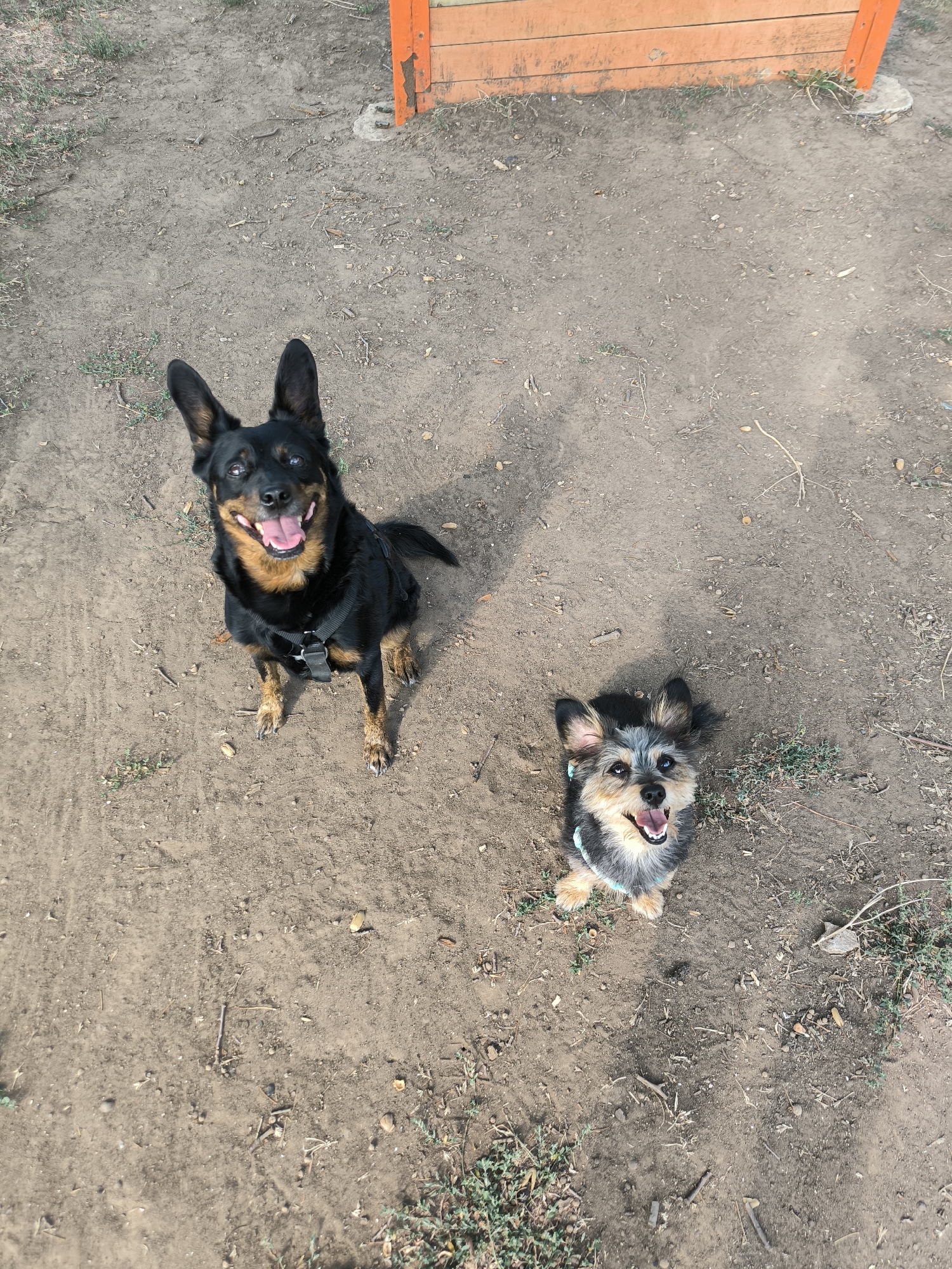 An overhead, eye-level shot captures two dogs in a park. The dog on the left is larger, black and tan, sitting with its front paws extended. It wears a black harness and has its mouth open, tongue out. The dog on the right is smaller, with shaggy grey and tan fur, also sitting with its front paws extended. It wears a light blue collar and has its mouth open, tongue out. Both dogs are looking up towards the camera. The ground is dirt and gravel, with scattered dry leaves and some sparse green grass. In the upper right background, a section of an orange wooden structure is visible, partially obscured by shadows. The location is the city of Mykolaiv, Ukraine.