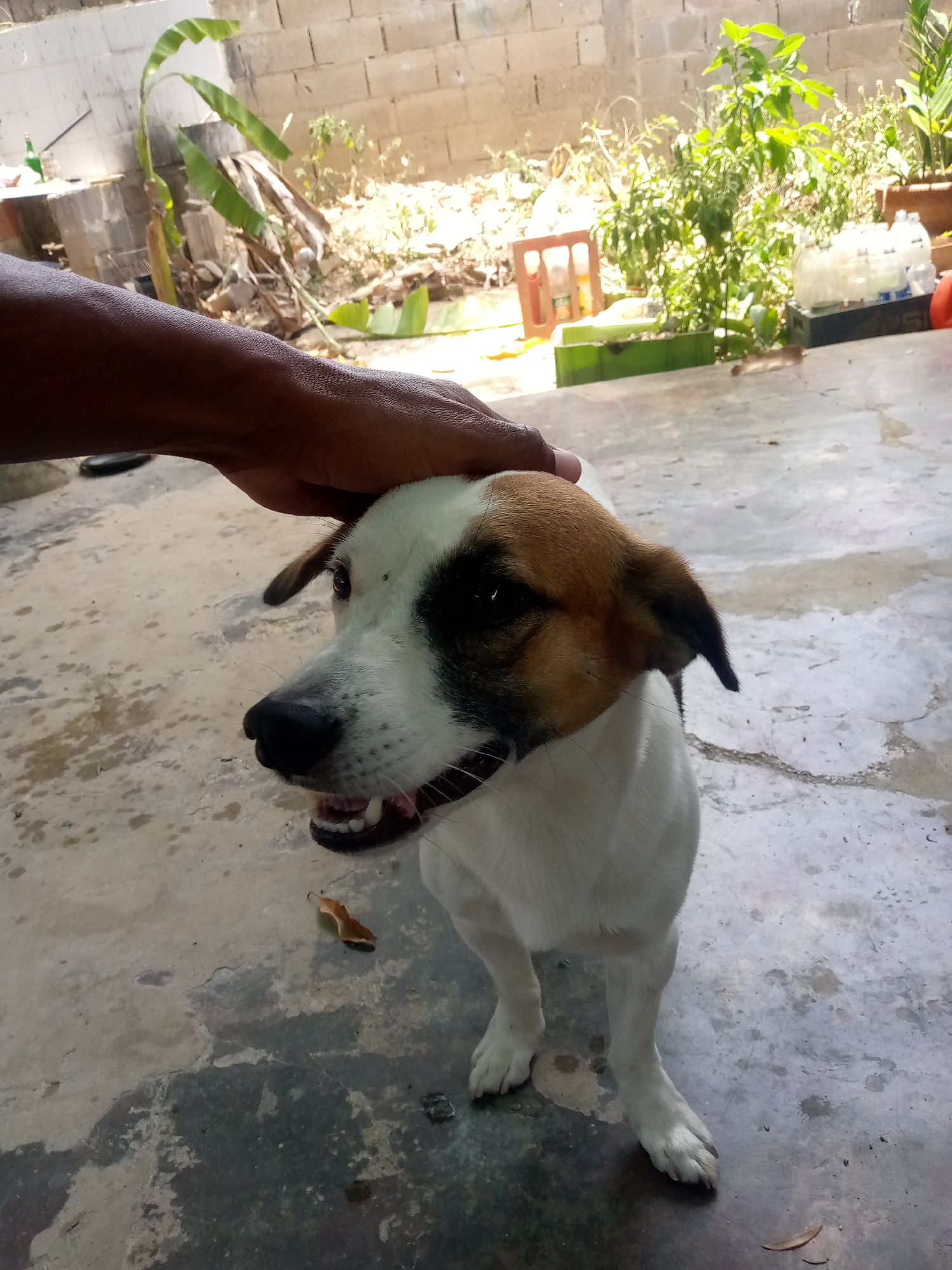An outdoor scene captures a person's hand affectionately petting a dog. The primary subject is a medium-sized dog with short fur, predominantly white, featuring brown and black patches on its head, particularly around its eyes and ears. Its mouth is slightly open, revealing teeth and a tongue, suggesting a happy or panting expression. The dog has dark eyes and a black nose. A dark-skinned arm and hand are visible reaching into the frame from the left, resting on the dog's head.
The setting appears to be a rustic outdoor area, possibly a backyard or patio, with a textured concrete floor showing various shades of gray and some dirt or stains. In the background, there's a light-colored brick wall. Beyond the wall and to its right, lush green vegetation is visible, including a prominent banana plant with large leaves on the left, and other leafy plants, some growing in containers, suggesting a warm climate. Scattered on the concrete floor are a few dried brown leaves. Other objects in the background include what appears to be a wooden crate and several plastic bottles.
The lighting indicates it is daytime, with natural sunlight creating distinct shadows and illuminating the scene brightly. The overall mood is one of warmth and affection between the person and the animal. The location, Juan Griego, Venezuela, aligns with the tropical vegetation and outdoor setting depicted. No visible text is present in the image.
