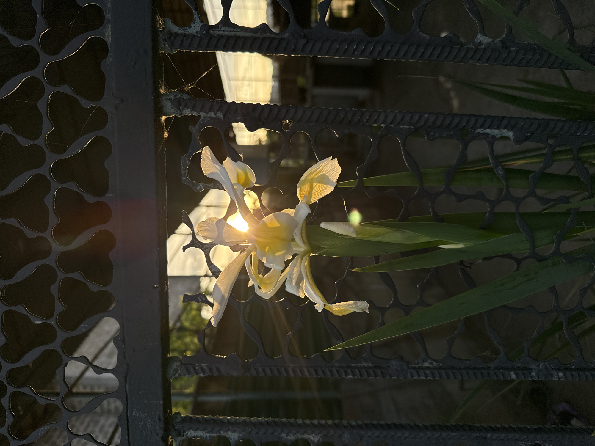 A bright, partially obscured image shows a white and yellow iris flower with green leaves, situated on a decorative, dark metal fence or gate. The fence has a repeating pattern of rounded shapes, and light shines through, creating a starburst effect behind the flower. Another section of a metal grate with rounded cutouts is visible on the left. Other details include the presence of spiderwebs on the fence and glimpses of foliage and what appears to be a white curtain in the background. There is no evidence that this image was taken in Sochi, Russia.