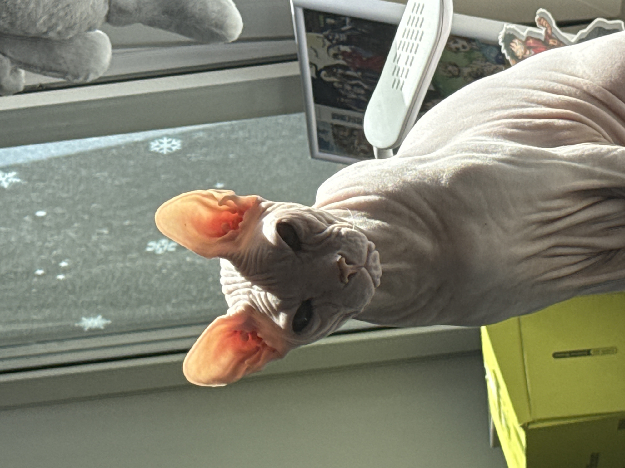 A light-skinned Sphynx cat is centrally positioned in an indoor scene, located in Krasnoyarsk, Russia. The cat's large, hairless ears exhibit a reddish-orange translucence from backlighting, contrasting with its dark, narrowed eyes and wrinkled facial features. To the left, a plain, light-green wall is visible. The background features a window adorned with multiple white snowflake decals. In the upper-right corner, a section of a grey, plush object is present. Below this, a white rectangular device with horizontal grooves is situated next to a framed image depicting several dark, humanoid figures. A sticker resembling Monkey D. Luffy from One Piece is affixed in the lower-right area. A bright yellow box is partially visible in the lower-left foreground. Natural light from the window illuminates the scene.