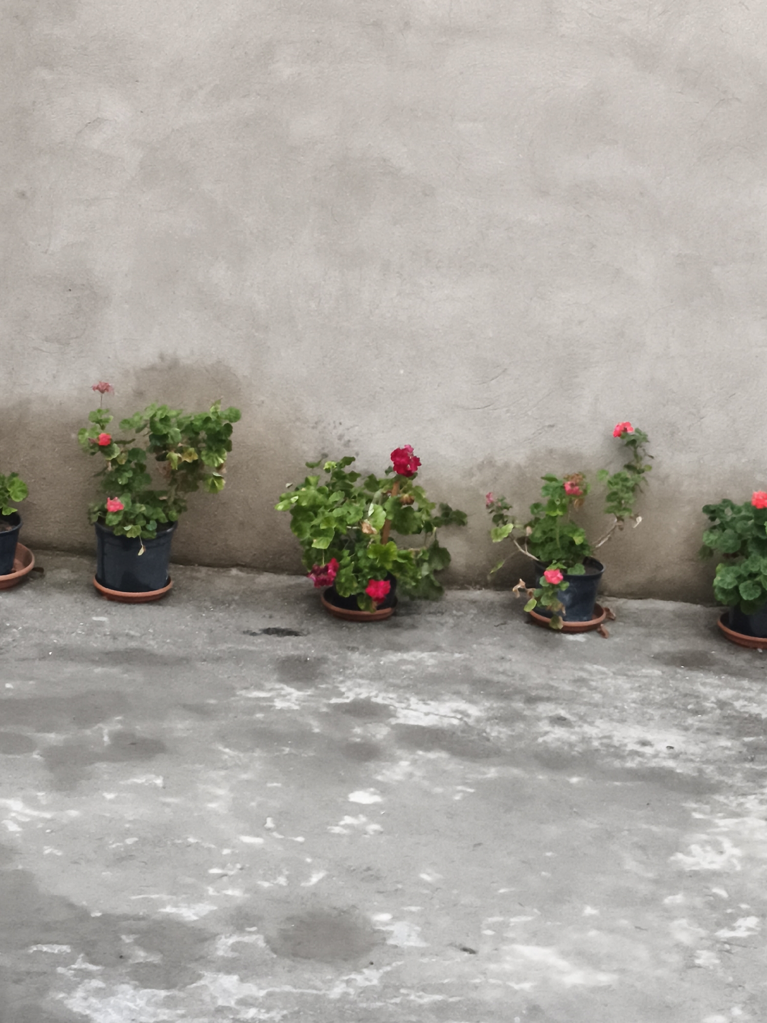 In Zeynalabdin Tağıyev qəsəbəsi, Azerbaijan, a row of potted flowering plants with red and pink blossoms is arranged along a concrete wall. The plants are in dark pots, some with saucer trays. The wall has a textured, weathered appearance. The ground in front of the wall is also concrete and appears damp in patches, with some lighter, reflective areas. The lighting suggests an overcast day.