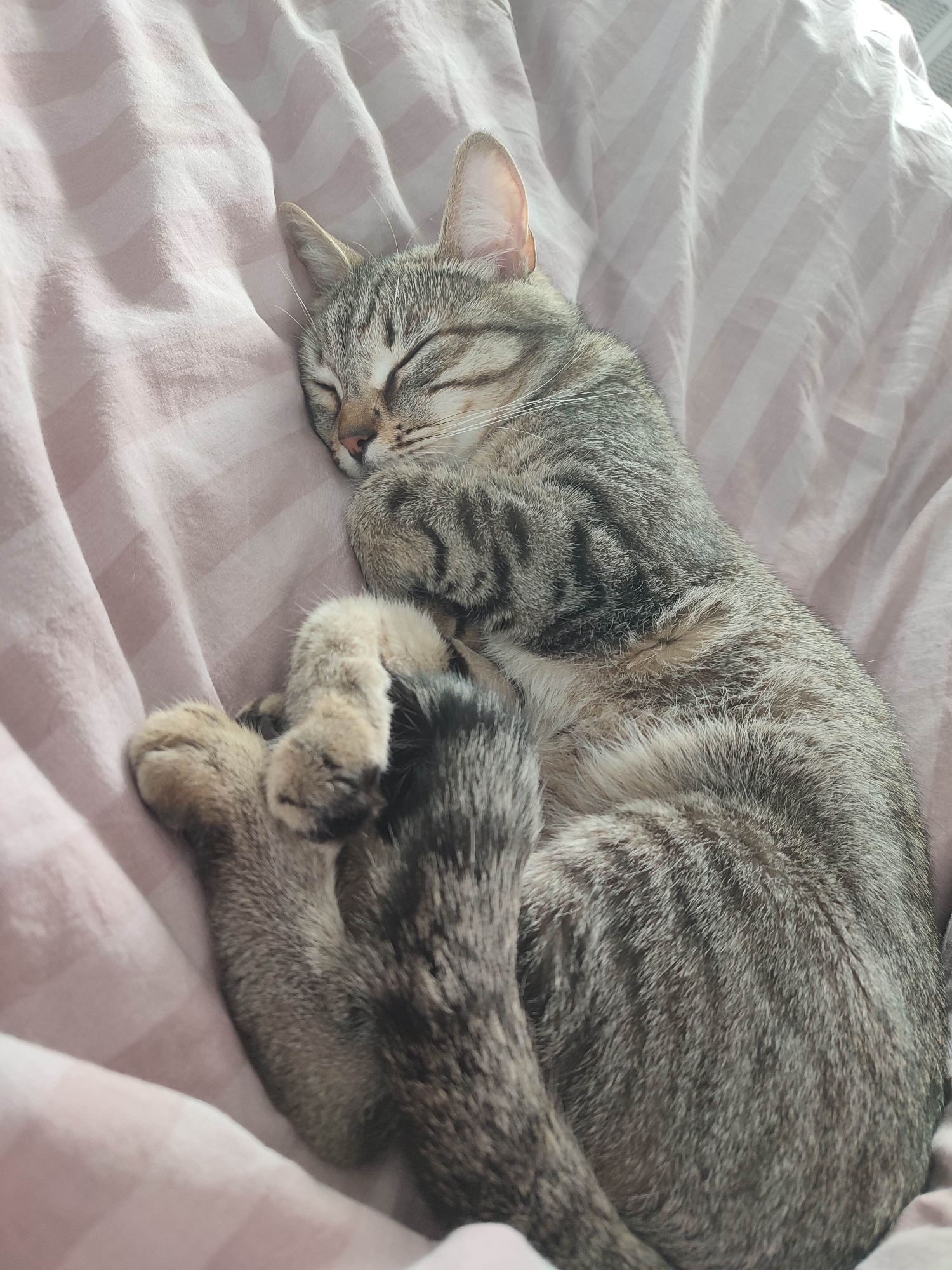 A tabby cat is curled up and asleep on a light pink, striped bedsheet. The cat's eyes are closed, and its paws are tucked close to its body. The cat's tail is wrapped around its legs. The location is Unknown, Unknown.