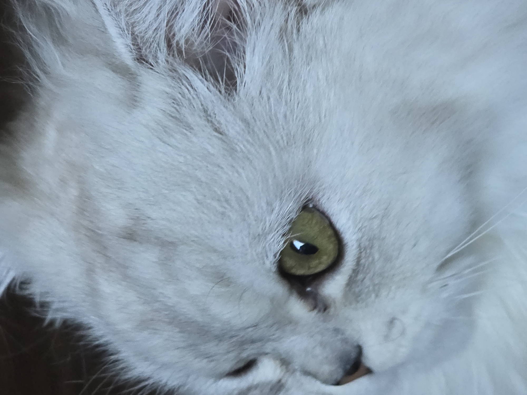 The image is a close-up, side-profile shot of a white Persian cat's face. The cat's left eye, with a green iris and a black pupil, is prominently featured and in focus. The cat's fur is long and fluffy, appearing light gray or silver with subtle darker markings, particularly around the eye and on its head. The background is dark and out of focus, suggesting a shallow depth of field. There are no visible elements in the image that place it within the city of Novocheboksarsk, Russia, or any specific urban environment. The image focuses solely on the feline subject.