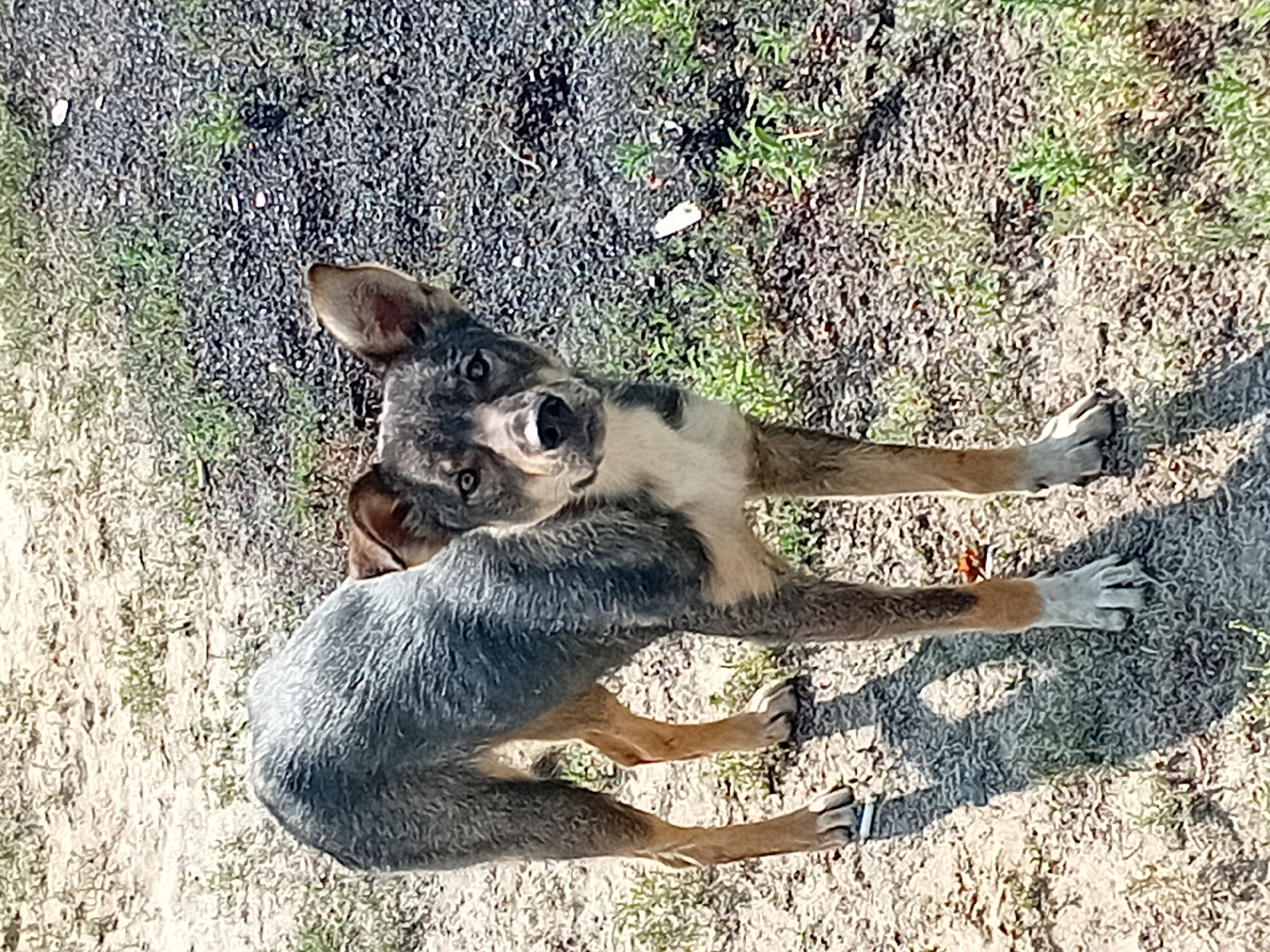 An adult canine with medium-length fur stands in a sunlit outdoor area. The dog's fur is a mix of grey, black, tan, and white. Its ears are pointed upwards, and it is looking directly at the camera. The ground is a mixture of dirt, gravel, and sparse green grass. Shadows from the dog are cast on the ground. The location is unknown.