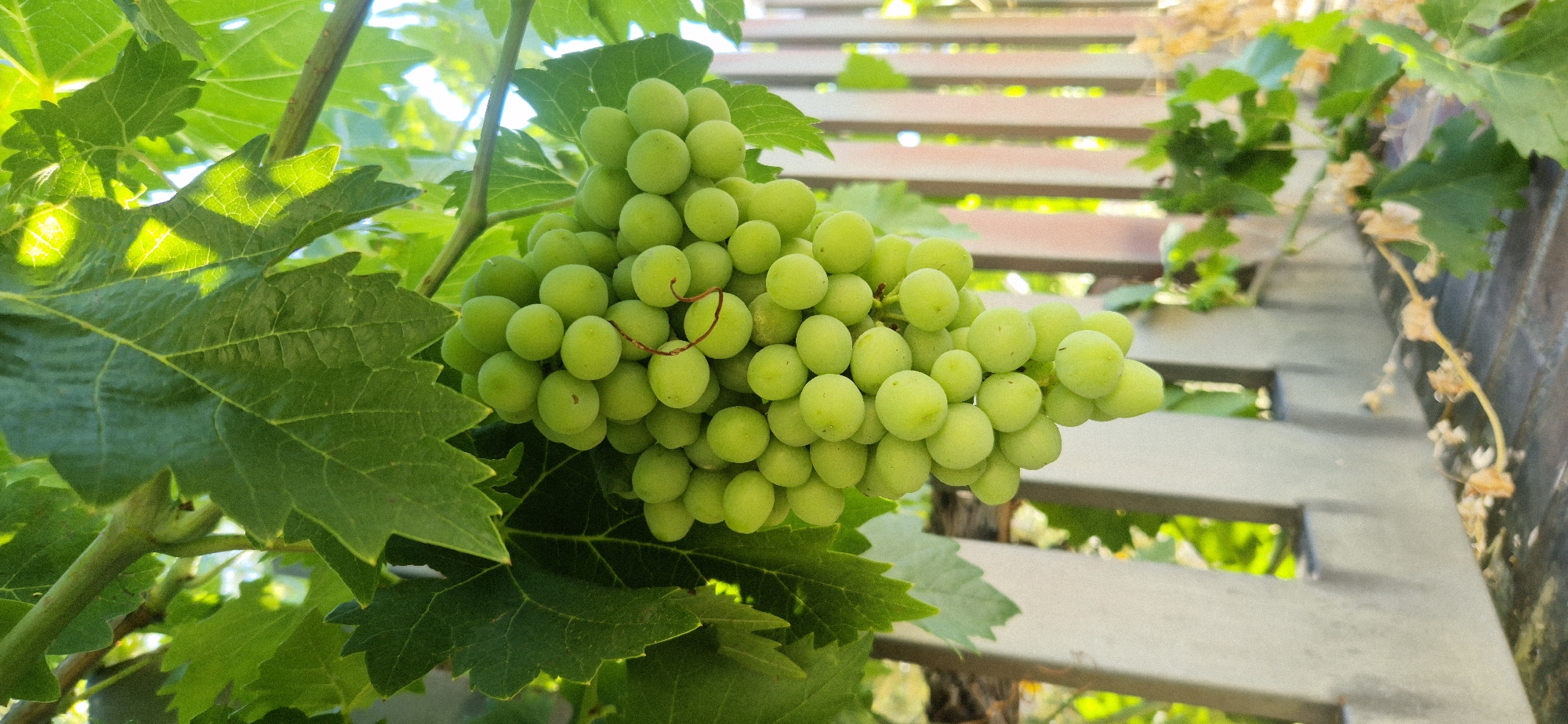 This is a close-up, eye-level shot of a bunch of unripe green grapes hanging from a vine. The grapes are small and round, clustered tightly together on a stem. Green grape leaves surround the bunch, some with sunlight dappling through them. In the background, a light-colored wooden fence is visible with a row of vertical slats. Beyond the fence, the scene is slightly out of focus, showing glimpses of greenery and bright sunlight, suggesting an outdoor setting in Navaluenga, Spain. The ground below the fence appears to be a wooden surface with some dry leaves scattered on it. There are no people or animals in the image.