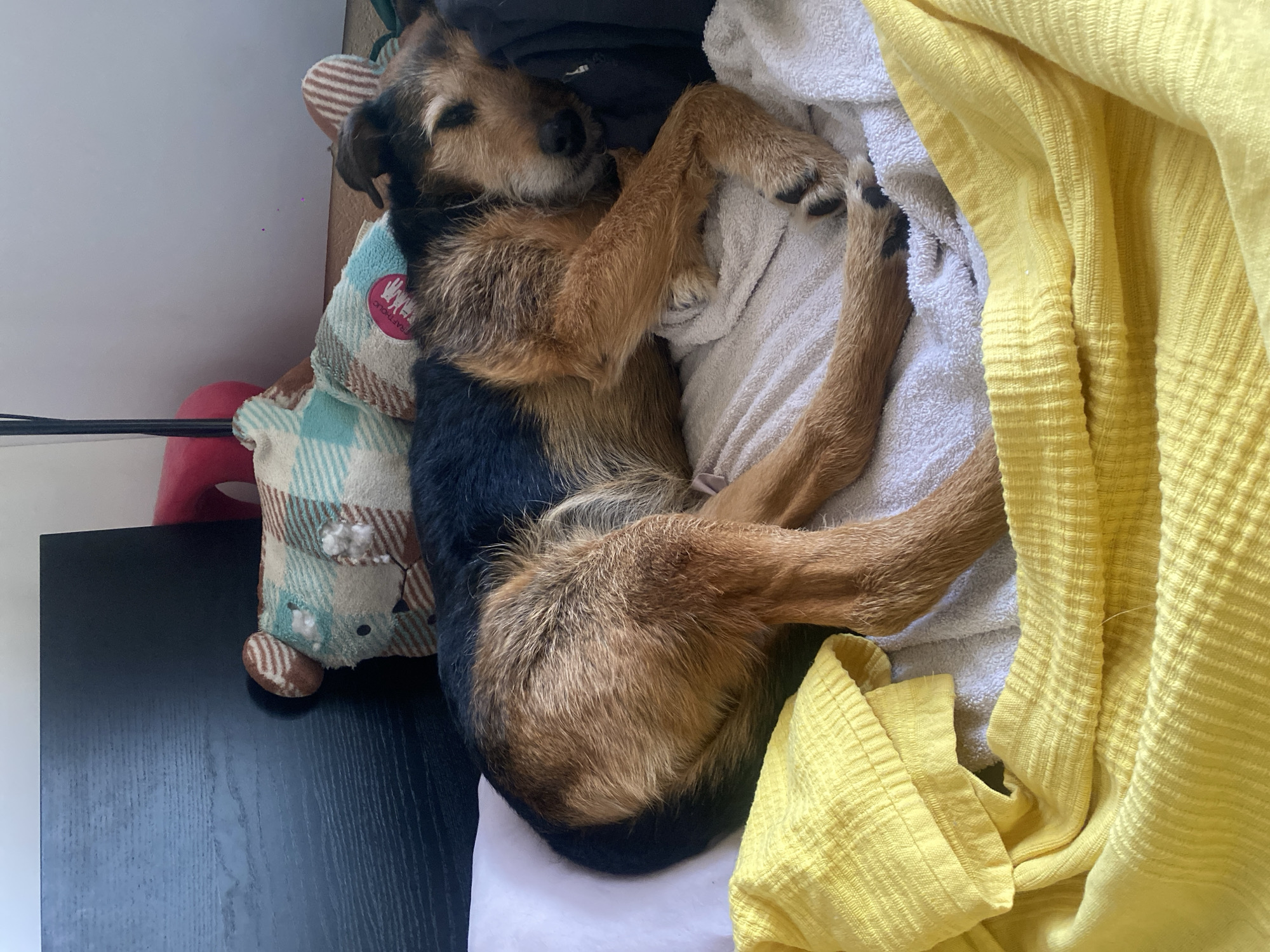 A medium-sized dog with dark brown and tan fur is curled up asleep amongst folded textiles. The dog is positioned on a white surface, possibly a cushion or a folded sheet. Adjacent to the dog is a stuffed toy, featuring a plaid pattern in shades of blue, brown, and white. The dog is surrounded by piles of folded laundry: A white towel is draped near the dog's legs. A yellow sweater or blanket is loosely arranged. The background includes a dark-colored wooden surface. The location cannot be determined to be in the city of Moscow, Russia from the visual information provided.