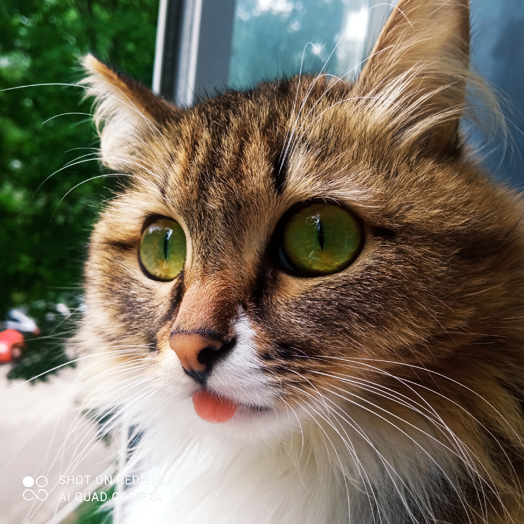 This close-up photographic image depicts the head and upper chest of a domestic cat, located in the city of Chaikovsky, Russia. The cat exhibits a distinct tabby pattern across its fur, primarily composed of brown, black, and ginger stripes, transitioning to white fur on its lower muzzle and chest. Its eyes are a prominent emerald green with sharply defined vertical pupils, reflecting ambient light sources. A small, pink tongue is slightly extended from its mouth. Numerous long, white vibrissae (whiskers) extend prominently from its muzzle. The cat's ears are erect and pointed, featuring internal tufts of lighter fur. The subject's head is turned slightly to the left. The background is rendered out of focus with a shallow depth of field; indistinct green foliage is visible to the left, suggesting an outdoor environment beyond a window, while blurred light blue and grey tones appear to the right and top, possibly indicating sky or window reflections, alongside a dark vertical element. A digital watermark in the lower left corner states "SHOT ON REDMI 9" and "AI QUAD CAMERA".