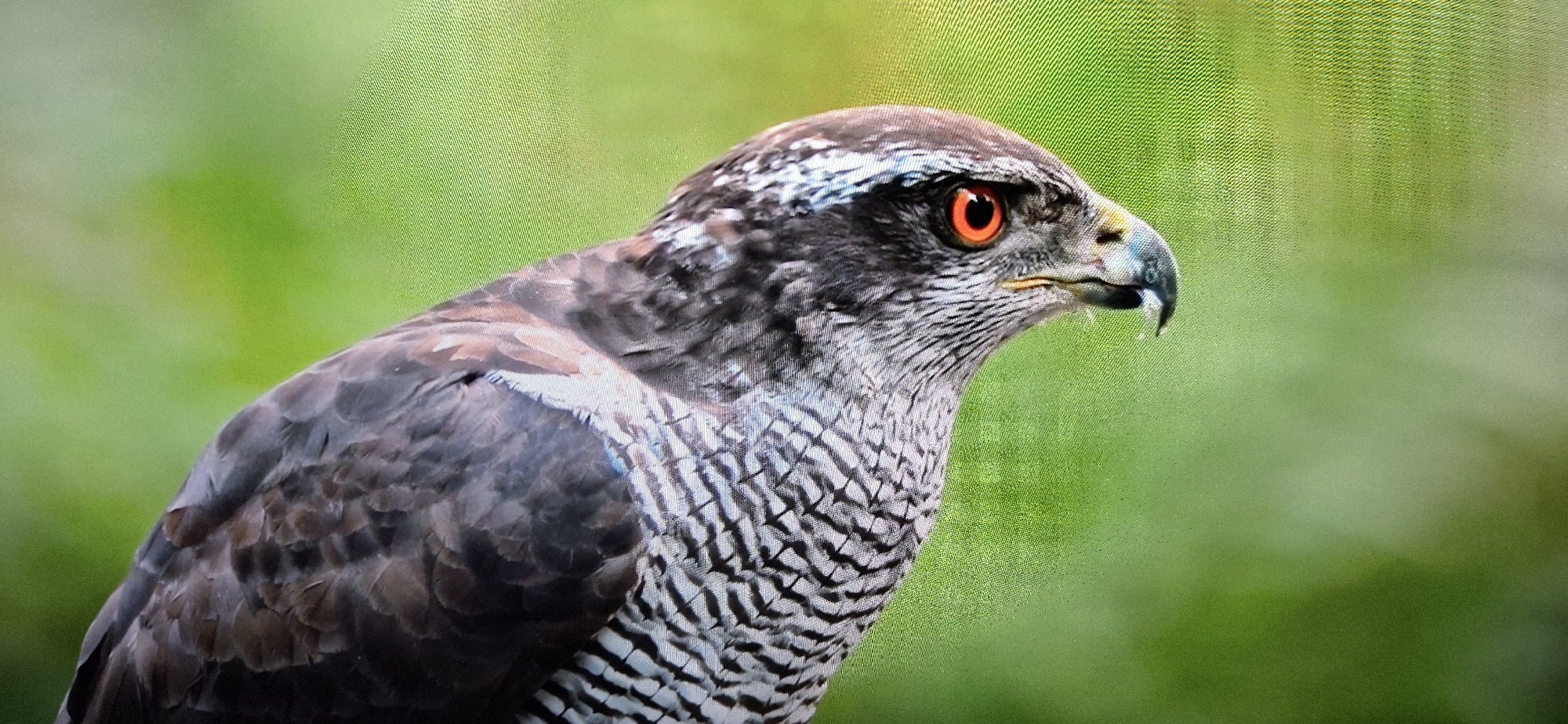A close-up, medium shot captures the profile of a hawk with striking orange eyes, set against a blurred green background. The hawk's head is turned to the right, revealing its sharp, hooked beak and the intricate patterns of its feathers. The feathers on its neck are a mix of gray and white, forming a barred pattern, while the feathers on its back are a darker brown. The background is an out-of-focus expanse of green, suggesting an outdoor environment like a forest or park. The image appears to be a photograph, possibly taken with a telephoto lens to isolate the subject.