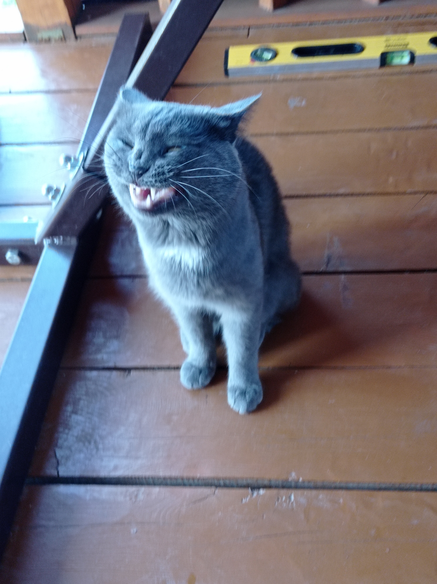 An adult gray cat is captured mid-yawn or hiss on a wooden porch. Its mouth is open wide, revealing its teeth and tongue. The cat is sitting with its front paws extended forward, and its eyes are partially closed. The background consists of wooden planks, and a yellow spirit level is visible on the wall behind the cat. The overall scene is outdoors, suggesting a residential setting. The image was taken in Degtyarsk, Russia.