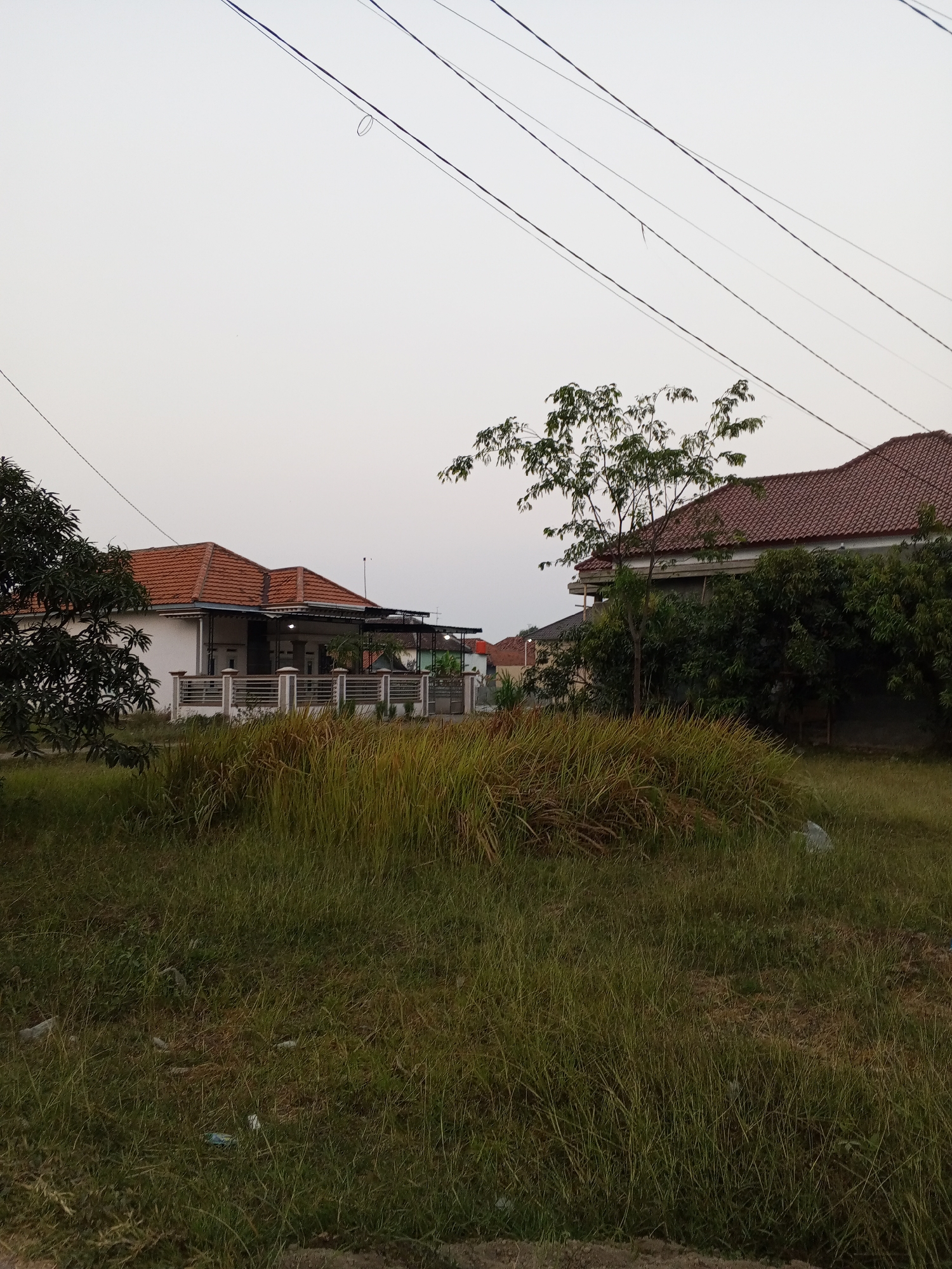 The image depicts an outdoor scene in Gebang, Indonesia, during daylight hours, likely late afternoon or early morning due to the soft lighting. The foreground is dominated by tall, dry grass and some green grass, with visible litter such as plastic bags scattered across the ground. In the middle ground, two houses with red-tiled roofs are visible. The house on the left is a single-story dwelling with white walls, a covered porch area, and a fence. A large tree with dark green foliage is positioned to the left of this house. The house on the right appears to be larger, with a similar red tile roof, and is partially obscured by dense green foliage. Power lines stretch across the sky in the upper portion of the image. The sky is overcast and a pale gray. No people are visible in the frame.