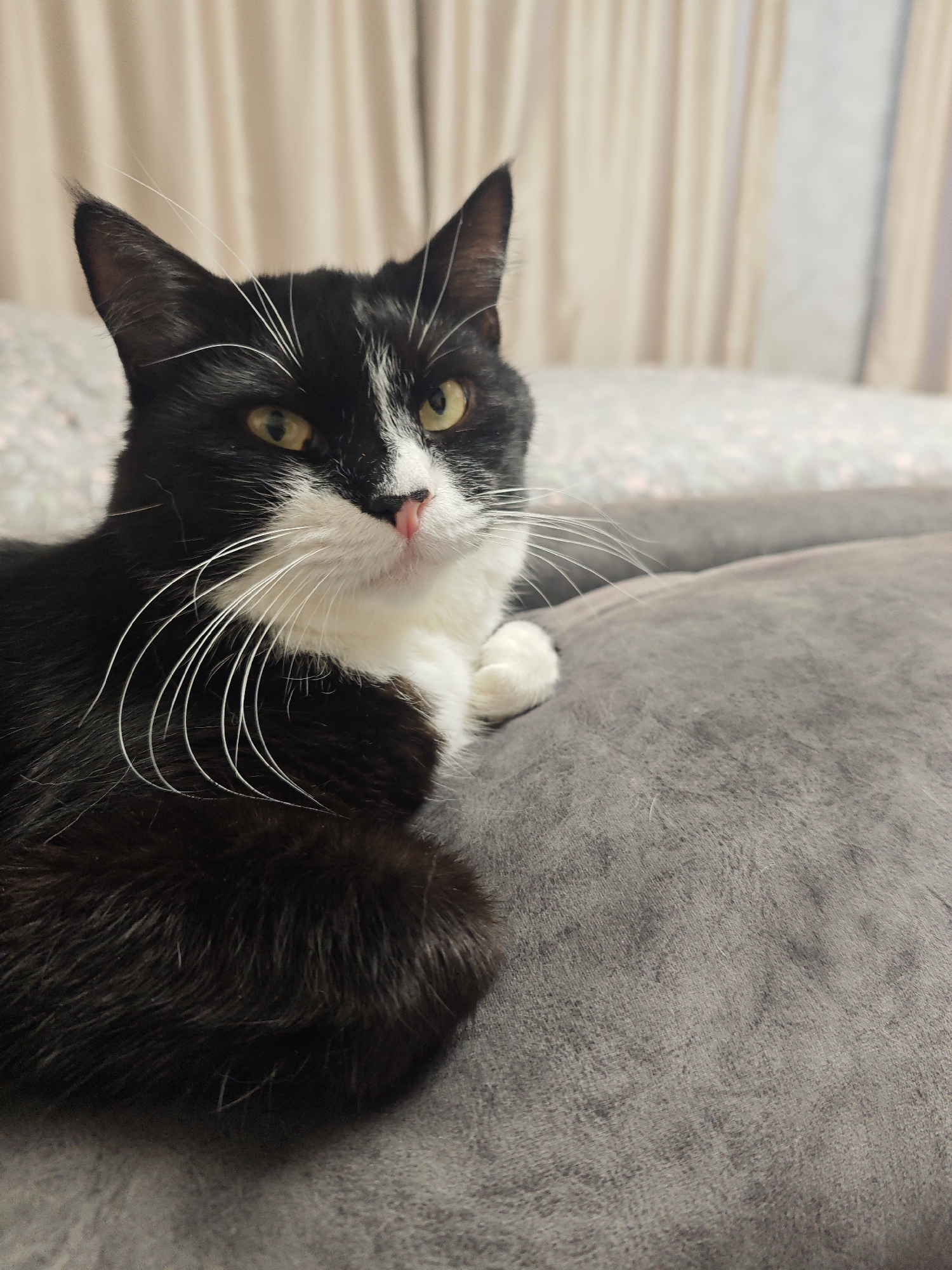 The image shows a black and white cat with yellow eyes and a pink nose, lying on a gray couch. The cat is looking towards the camera with a curious expression. Its fur is short and appears soft. The background consists of curtains and what looks like pillows on a bed or couch. The lighting suggests it could be daytime, possibly indoors. The cat's pose, with its body curled and tail tucked, indicates it is relaxed. The overall scene is domestic and peaceful, capturing a moment of a pet at ease in its environment.