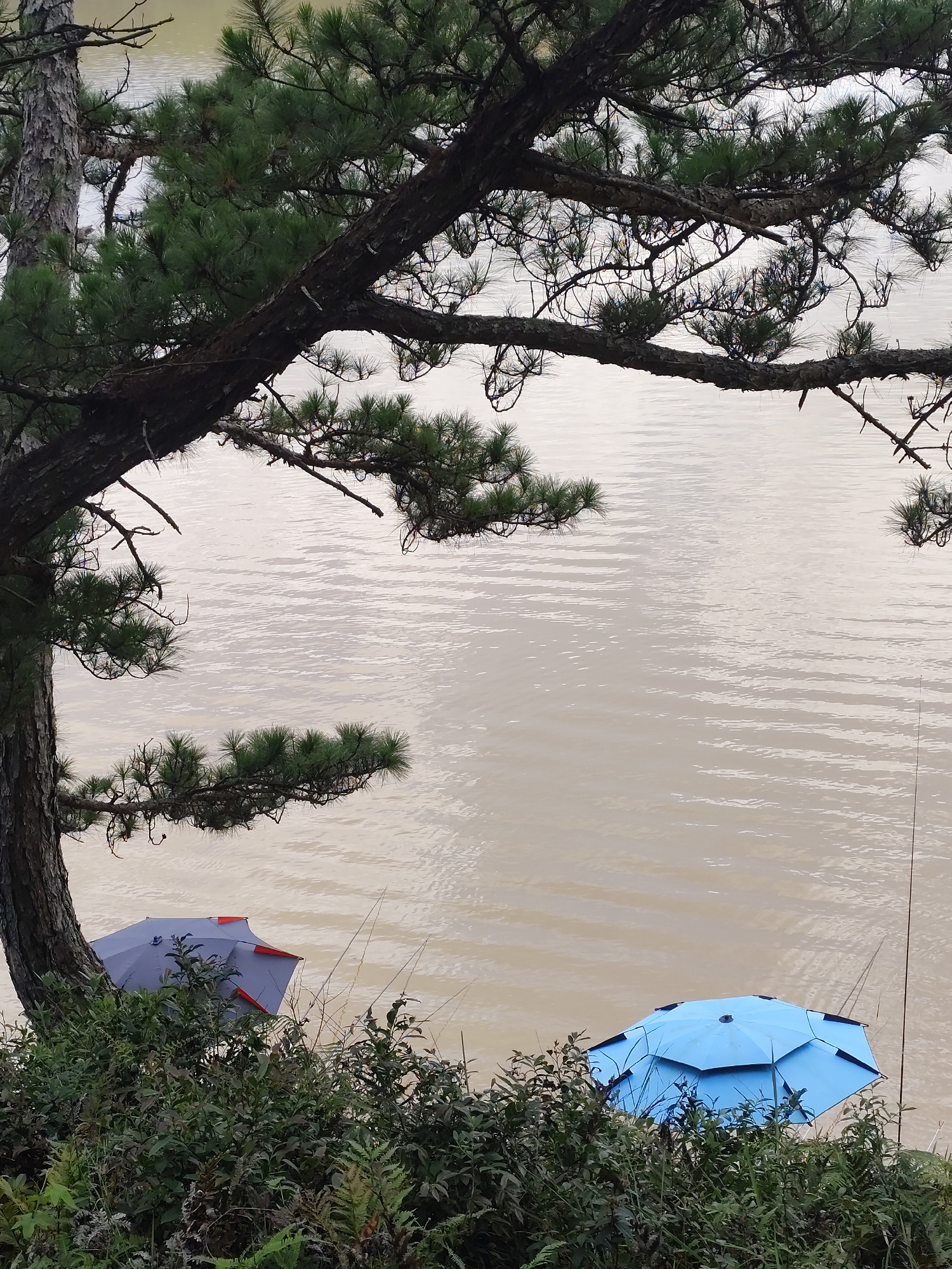 This image depicts a serene natural scene, likely a lake or river in Lạc Dương, Vietnam, viewed from an elevated vantage point. A large, dark-trunked pine tree with abundant green needles and branches dominates the foreground and extends across the upper and left side of the frame, overhanging the water.
The body of water below is a calm, light brown or beige color, exhibiting gentle ripples across its surface. Along the water's edge, partially obscured by dense green bushes and ferns, are two umbrellas. To the left, a grey umbrella with red highlights is visible, appearing partially closed or collapsed. To the right, a vibrant blue, fully opened umbrella provides shelter.
Thin black lines, characteristic of fishing rods, can be seen extending from the area near both umbrellas into the water, indicating that people are engaged in or have prepared for fishing. Although no individuals are visible, their presence is implied by the setup. The diffused lighting suggests an overcast day or a soft light from early morning or late afternoon, contributing to a peaceful and quiet atmosphere. There is no visible text in the image.