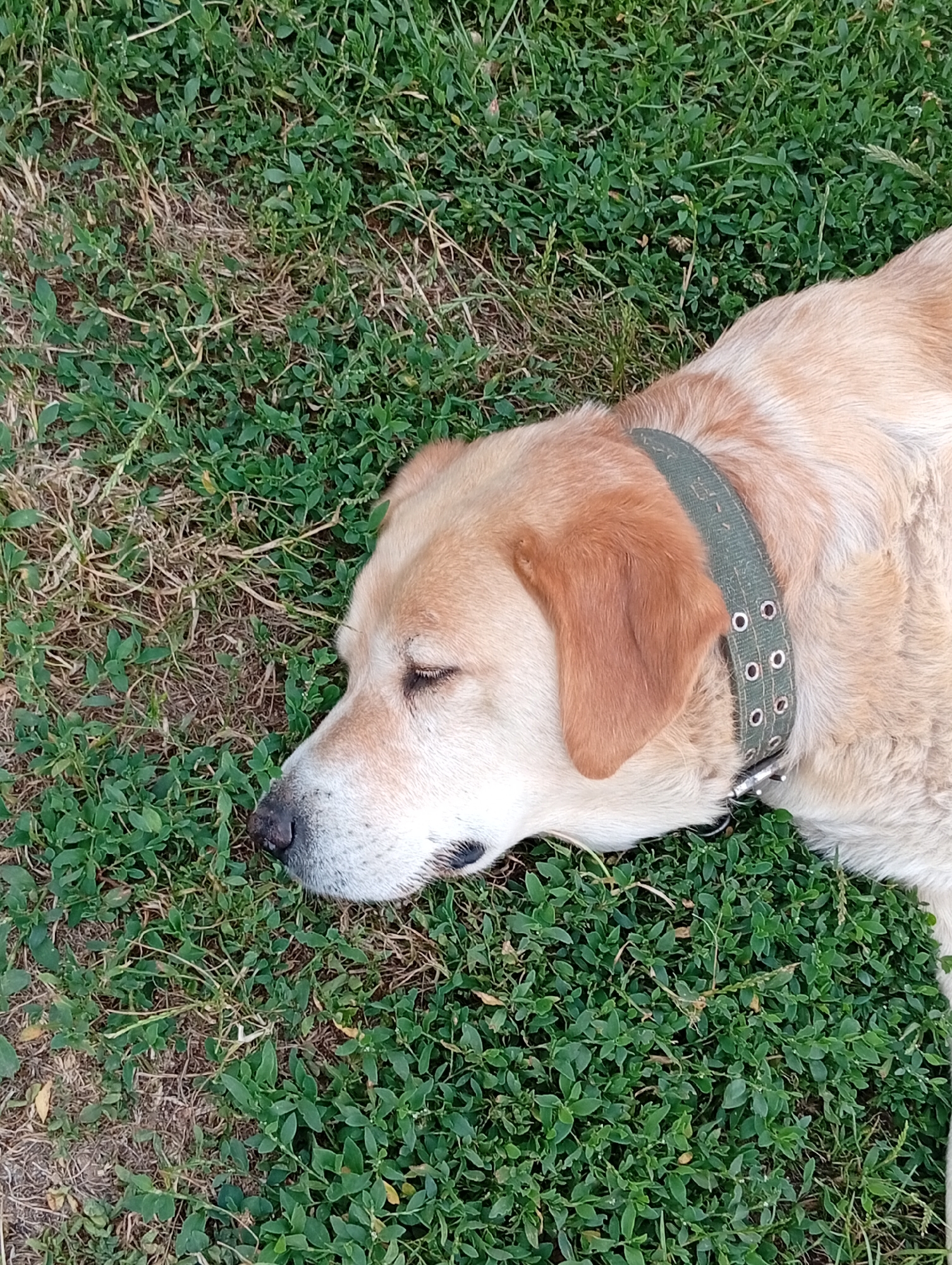 A light-colored dog with its eyes closed is lying on green grass. The dog is wearing a green collar. The grass is somewhat sparse in places, revealing dry earth and dead grass. The background consists of more green grass.