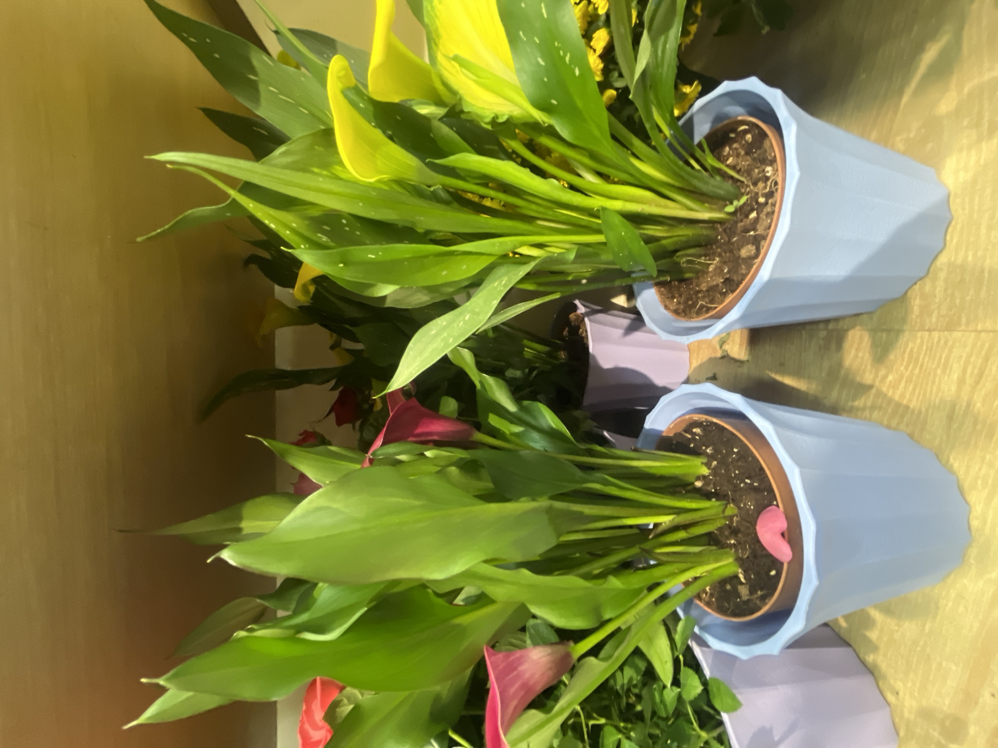 The image shows a close-up of several potted Calla Lily plants with large green leaves and colorful spathes in shades of pink and yellow. The plants are arranged on a wooden surface, possibly a shelf or table, with a plain, warm-toned background. The pots are made of a light blue material and have a faceted design. In the background, there are hints of other plants and purple pots. The lighting suggests an indoor environment, possibly a flower shop or a well-lit home. There is no indication of the specific location being Đà Nẵng, Vietnam, as no recognizable landmarks or cultural elements are visible. The scene is static, with no people or actions depicted.