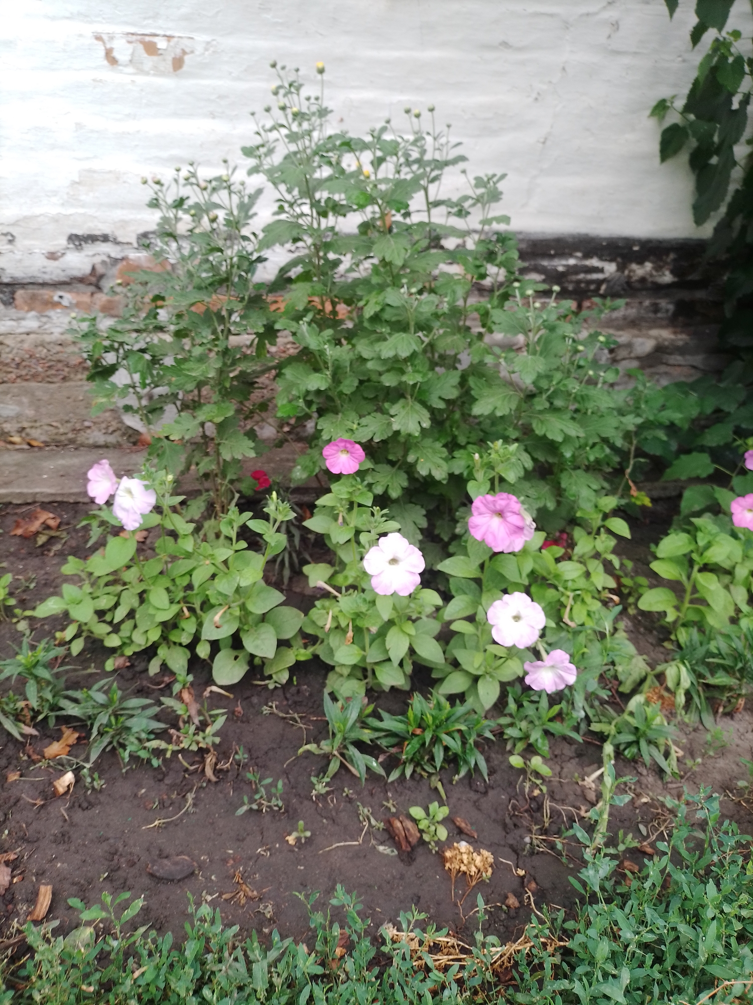 The image depicts a cluster of blooming pink and white petunias and some unopened buds, set against a backdrop of a weathered brick wall with white paint chipping off. Green foliage surrounds the flowers, and the ground is dark, loamy soil with scattered dry leaves and twigs. The scene appears to be an outdoor garden area, likely in Ustyvytsia, Ukraine, given the context. There are no people or animals present in the image.