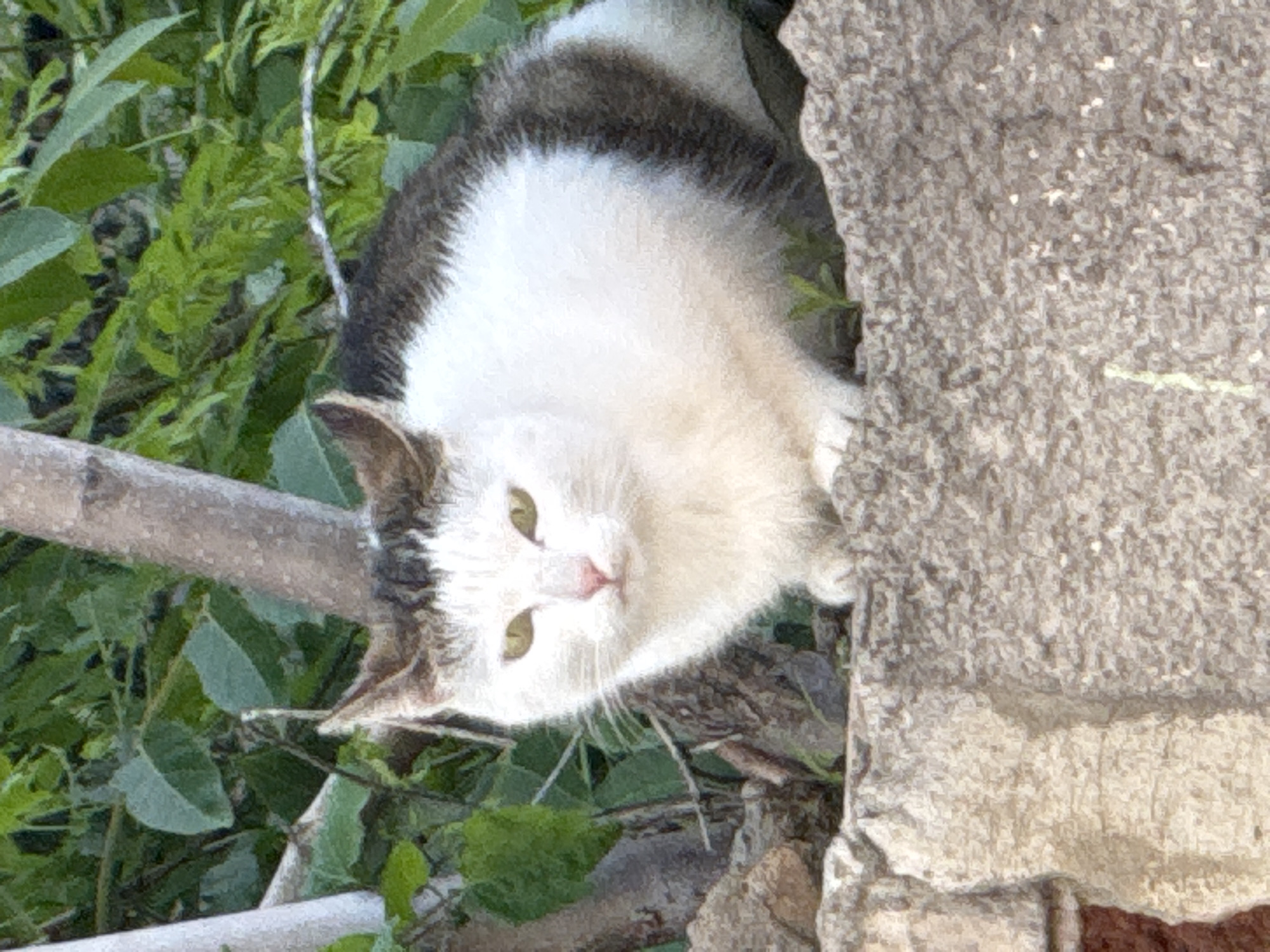 A white and gray cat is observed looking directly at the camera. It is positioned near a rough, light-colored stone structure and foliage. The photograph appears to be taken outdoors during daylight. The cat has green eyes and a pink nose. The location is likely Lovech, Bulgaria, although specific details to pinpoint the exact location are absent. The photo is slightly rotated counterclockwise.