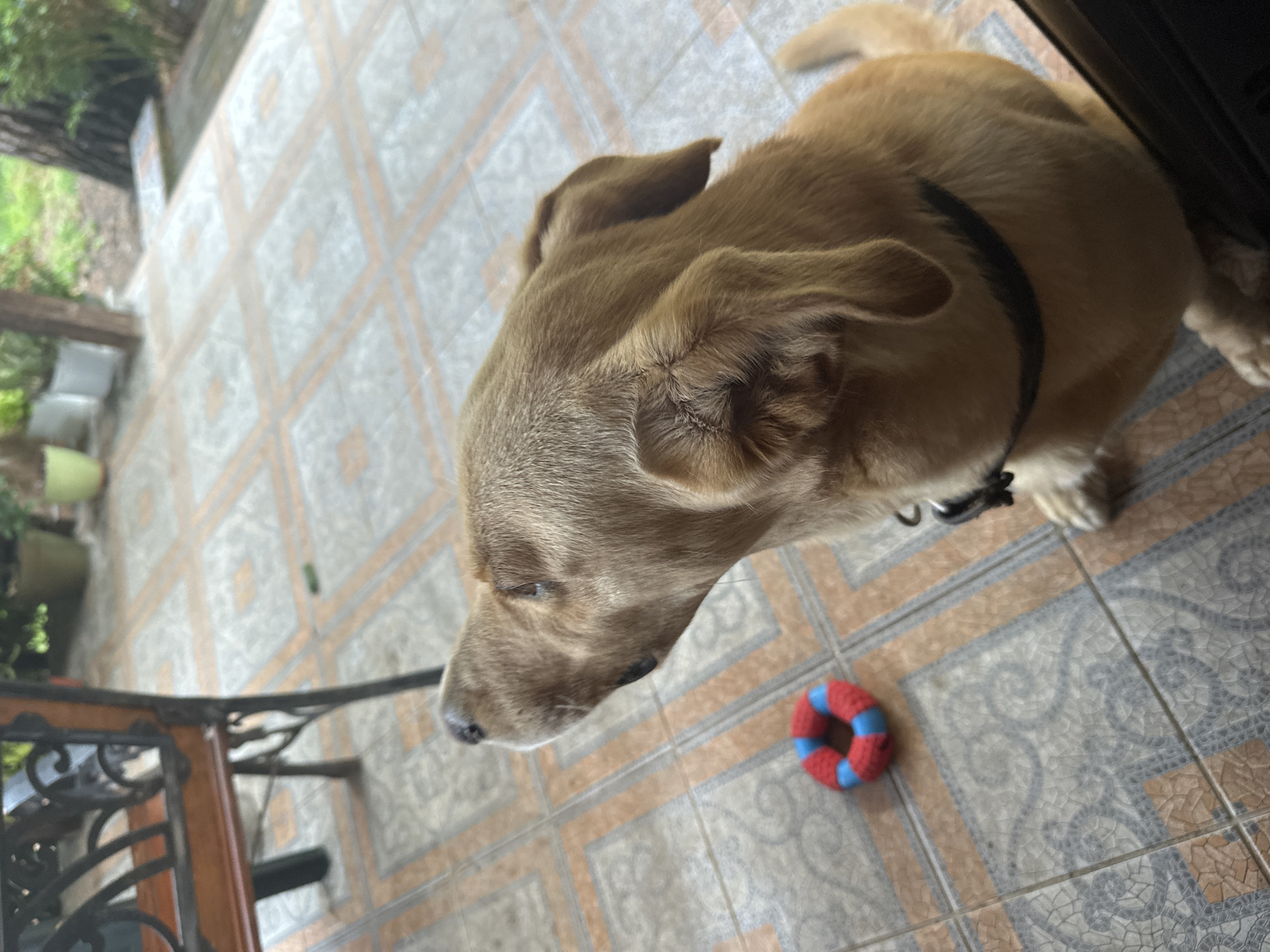 In Sochi, Russia, a light brown dog with a black collar sits on a tiled patio. A small, circular toy, red and blue, rests on the tile to the left of the dog. In the background, an ornate wooden and metal bench is visible, along with potted plants and greenery. The ground is covered with square tiles featuring a light gray and orange geometric pattern.
