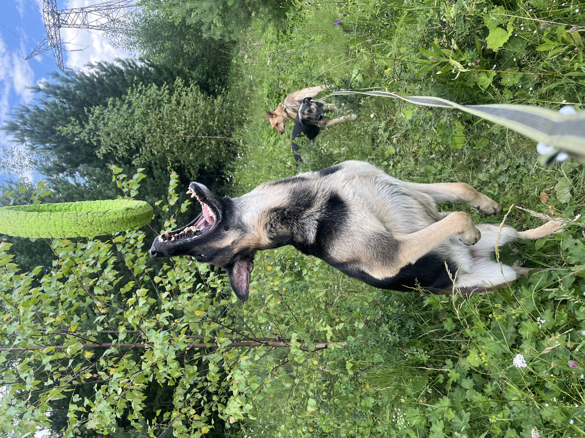 In a grassy, wooded area with a power line tower in the background, a German Shepherd is captured mid-air, jumping to catch a bright green, plush toy. Its mouth is wide open, revealing its teeth and tongue as it reaches for the toy suspended above. The dog's body is fully extended, its front paws reaching upwards. In the background, two smaller dogs are visible, one with a brown coat and the other with a black and brown coat, also on leashes. The environment appears to be a natural outdoor setting, likely a park or a field on the outskirts of Nizhny Tagil, Russia, given the presence of trees and dense vegetation, consistent with the landscape often found in the region. The lighting suggests it is daytime, with diffused sunlight filtering through the trees and a partly cloudy sky overhead.
