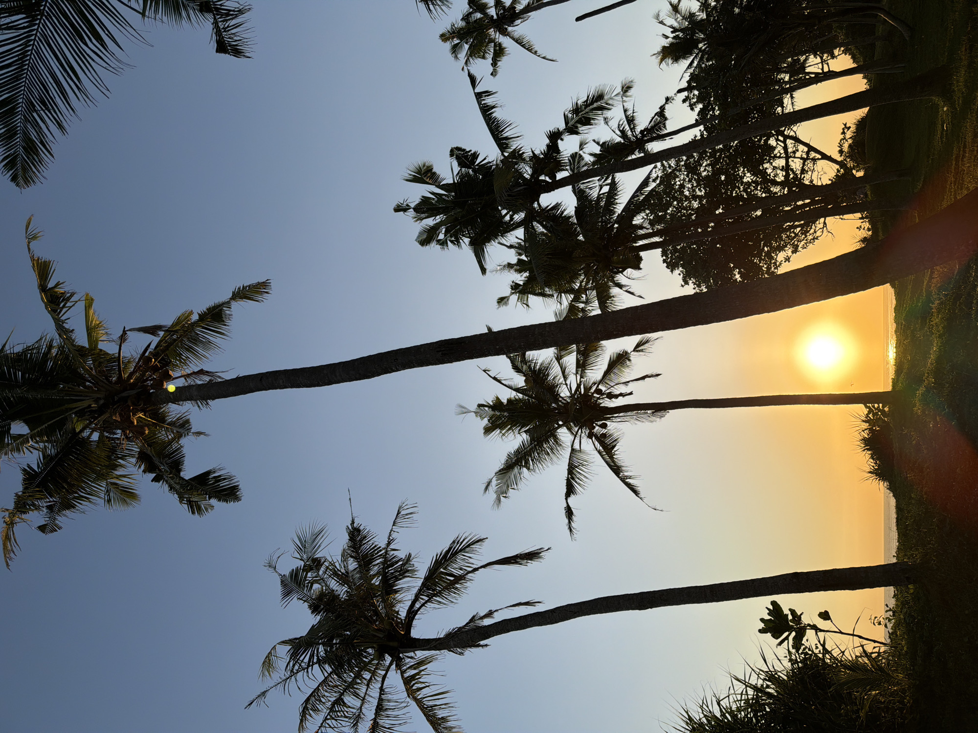 The image captures a sunset scene framed by silhouetted palm trees. The sky transitions from a pale blue at the top to a warm orange near the horizon where the sun appears as a bright, circular orb. Other trees and vegetation create a dark outline on the right side of the image. The location seems to be in a tropical area, but is unconfirmed if it is actually Kediri, Indonesia.
